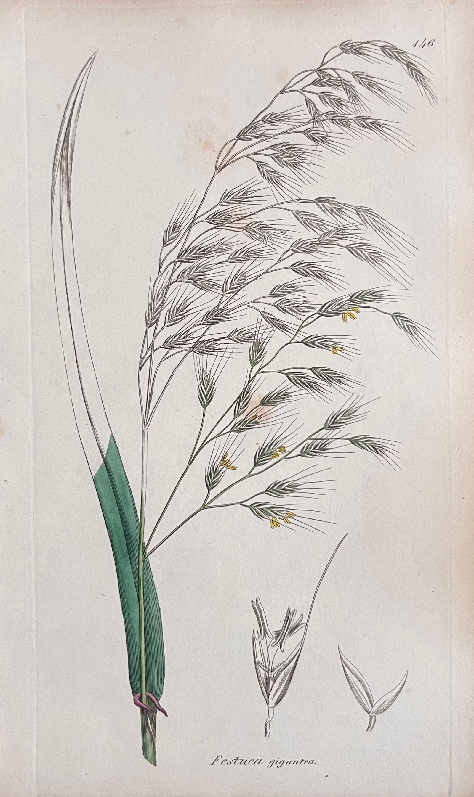 Set of Six Fine Antique British Hand Coloured Botanical Prints, circa 1900's, Early Mid 19th Century - 9