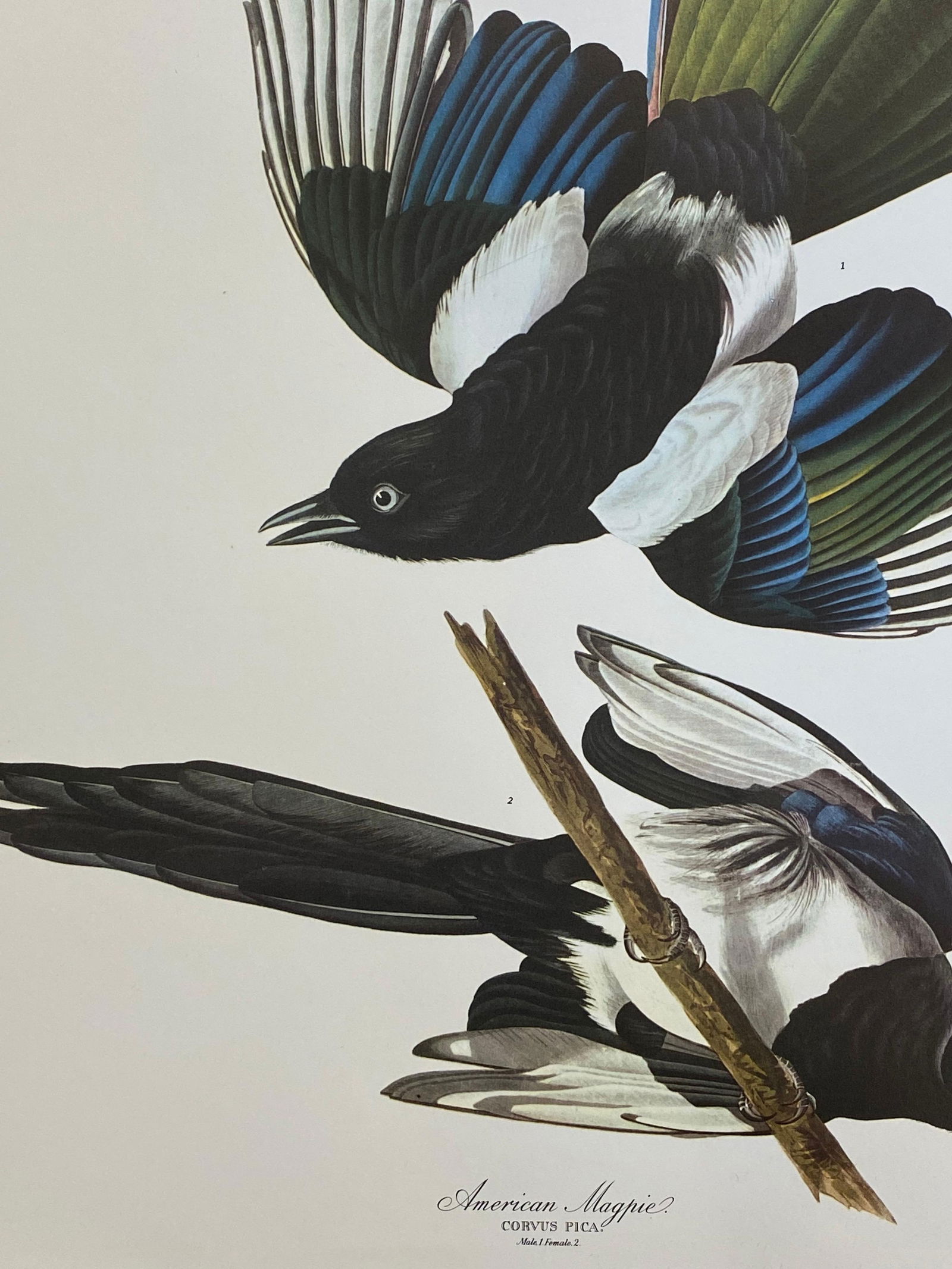 Large Classical Bird Color Print After John James Audubon, American Magpie, 20th Century - 7