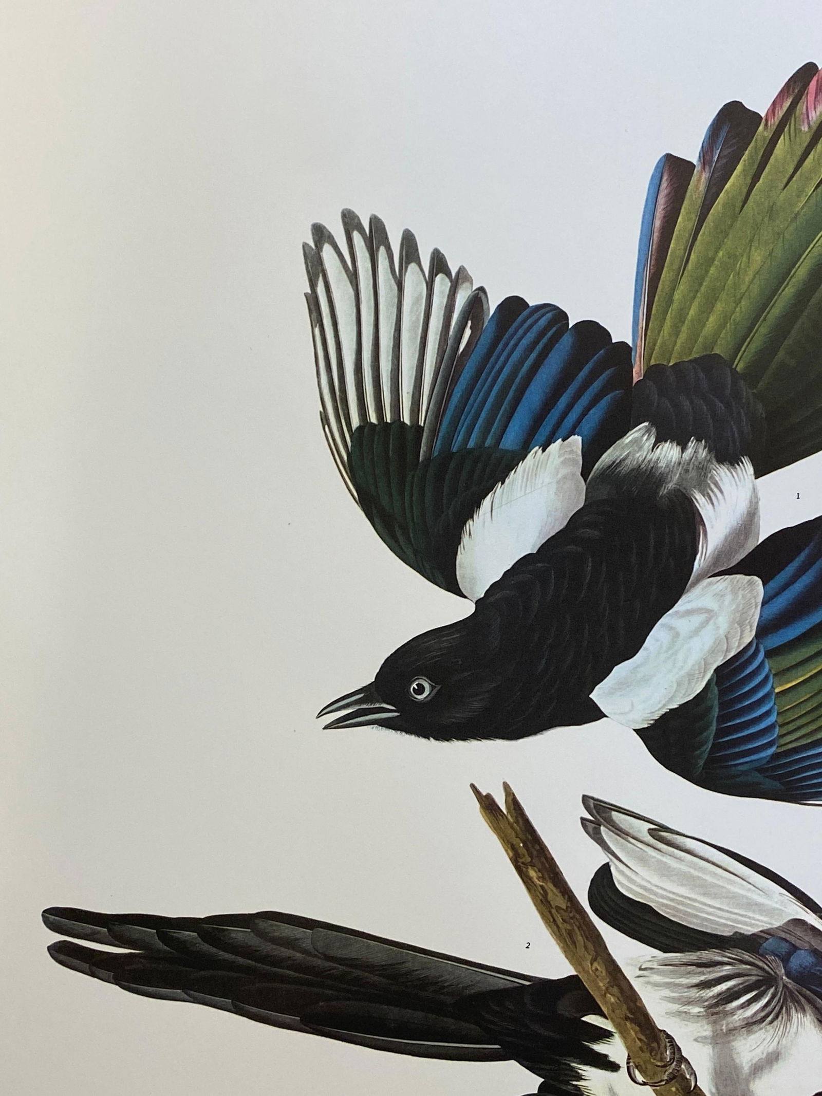 Large Classical Bird Color Print After John James Audubon, American Magpie, 20th Century - 11