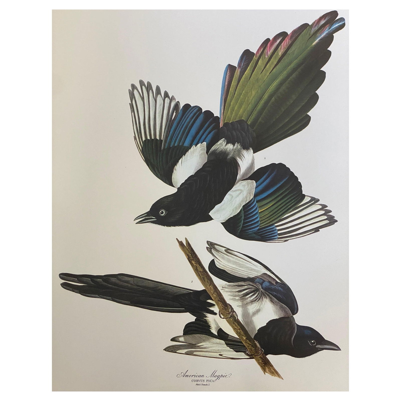 Large Classical Bird Color Print After John James Audubon, American Magpie, 20th Century (1 of 13)