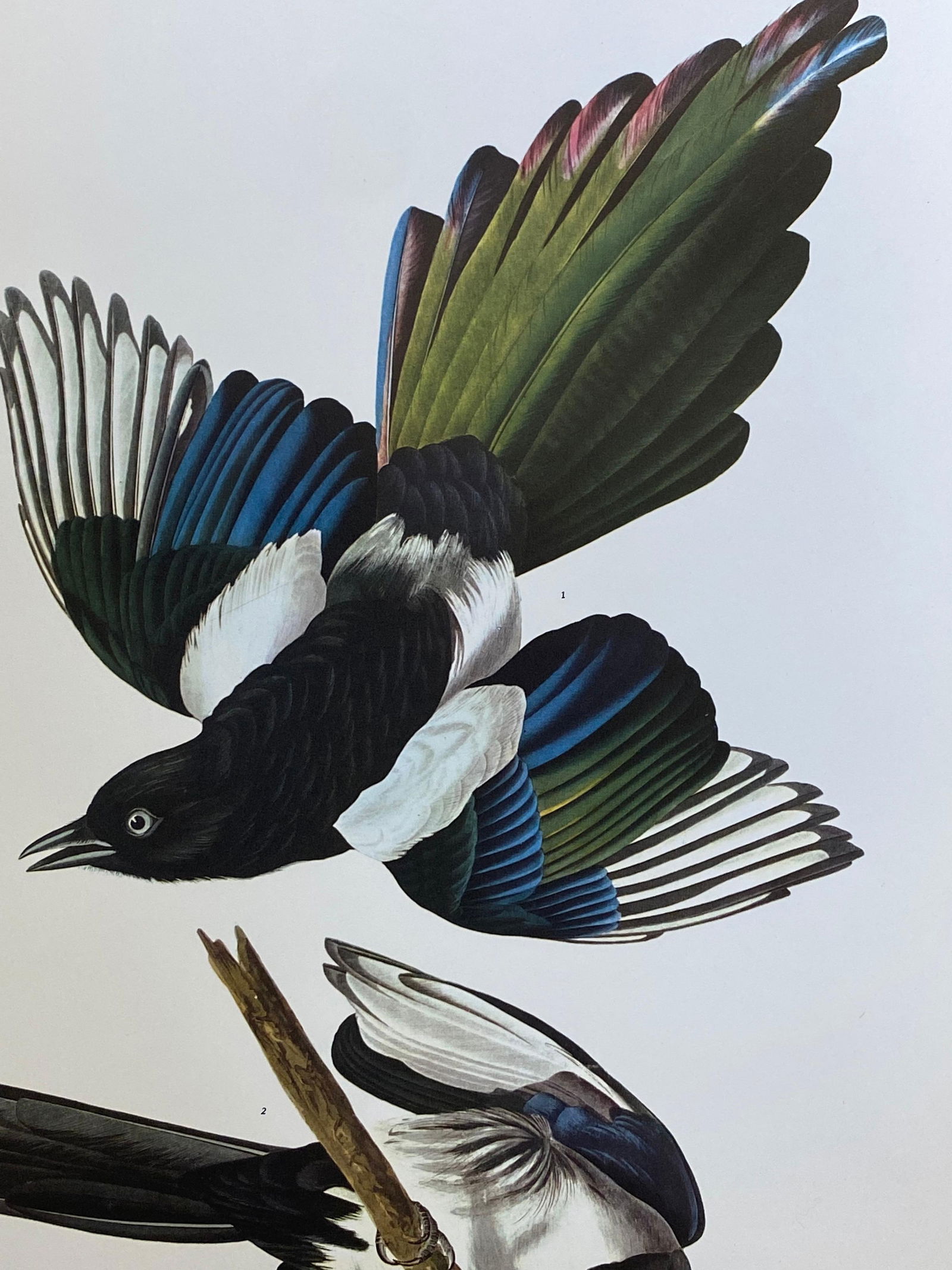 Large Classical Bird Color Print After John James Audubon, American Magpie, 20th Century - 5