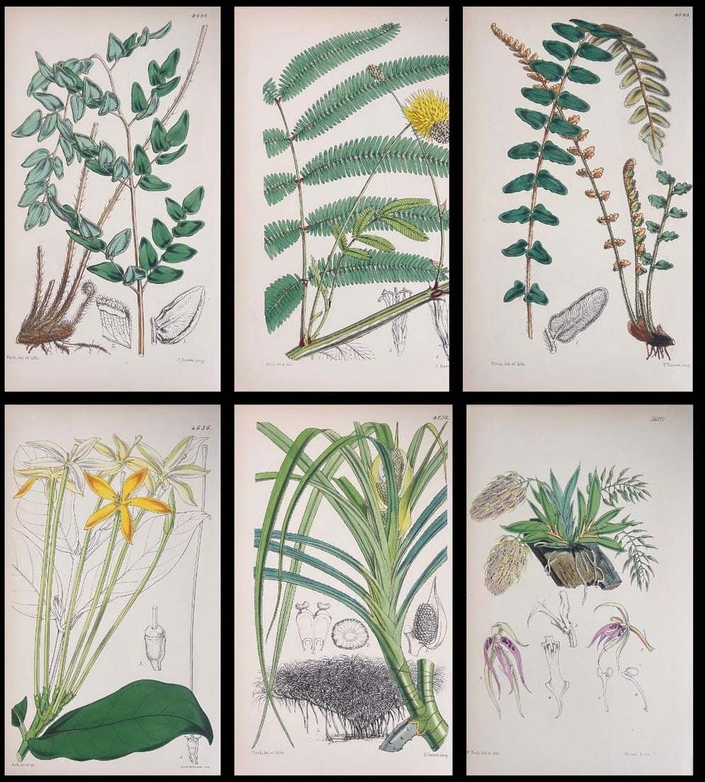 Set of Six Fine Antique British Hand Coloured Botanical Prints, circa 1900's, Early Mid 19th Century - 13