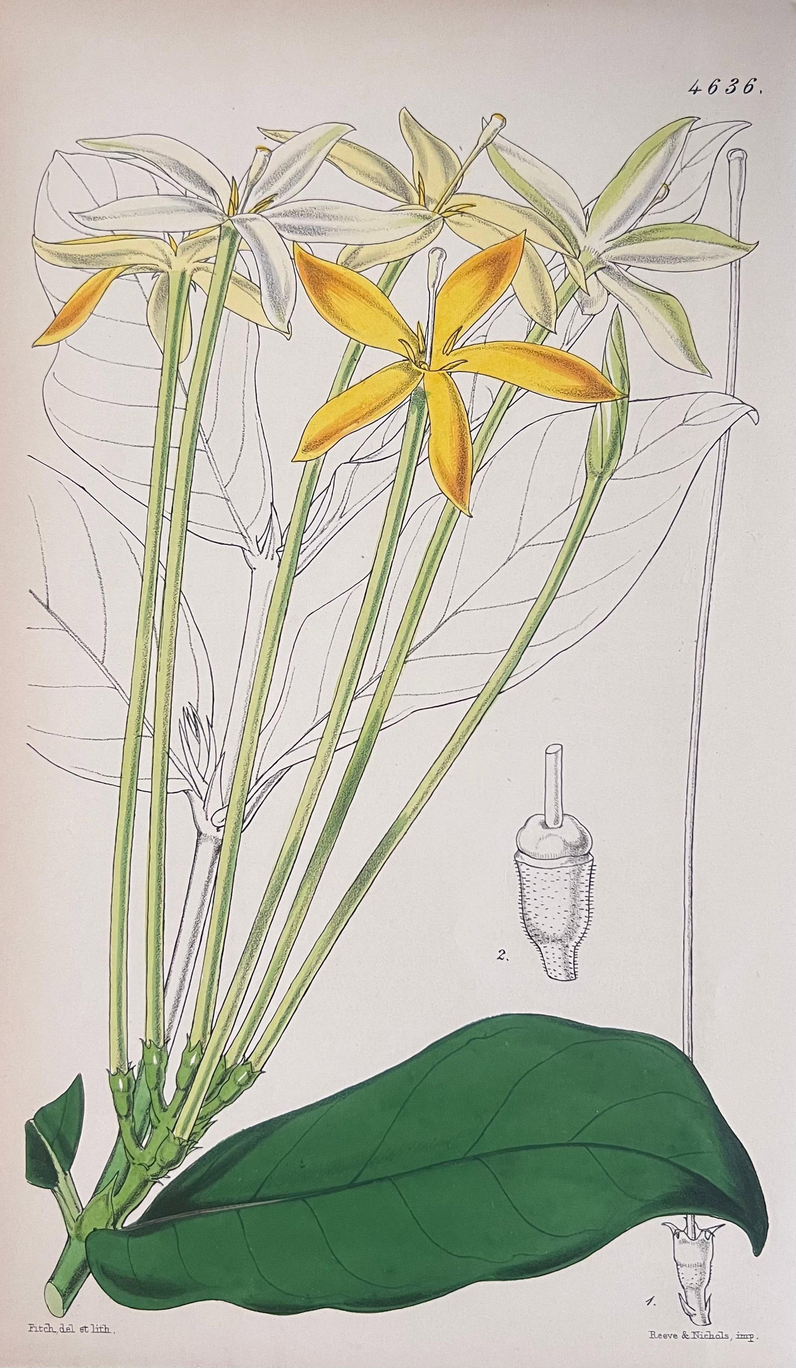 Set of Six Fine Antique British Hand Coloured Botanical Prints, circa 1900's, Early Mid 19th Century - 17