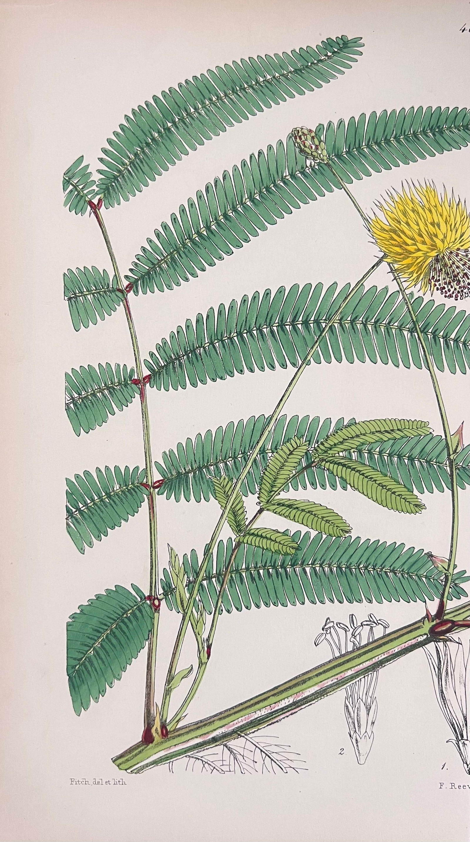 Set of Six Fine Antique British Hand Coloured Botanical Prints, circa 1900's, Early Mid 19th Century - 3