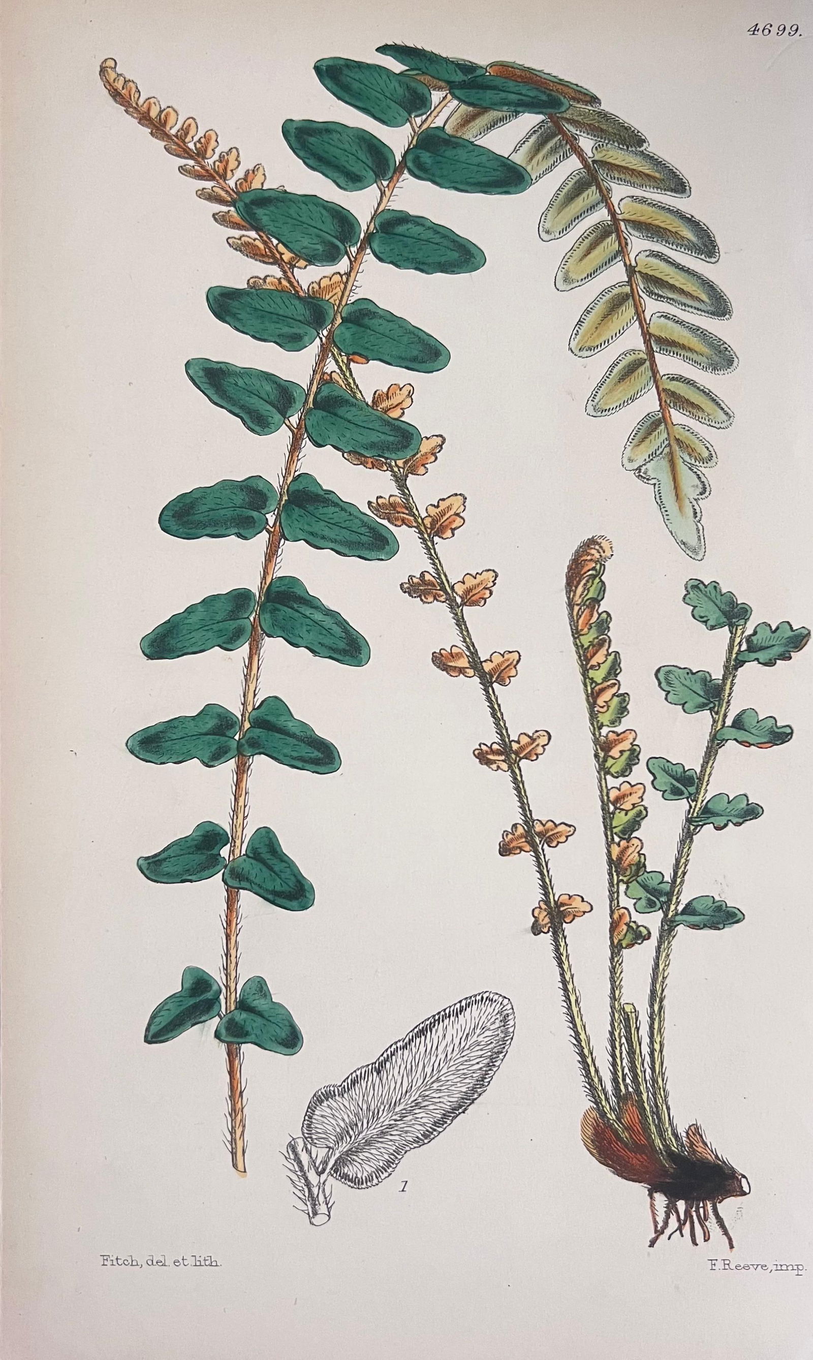 Set of Six Fine Antique British Hand Coloured Botanical Prints, circa 1900's, Early Mid 19th Century - 4