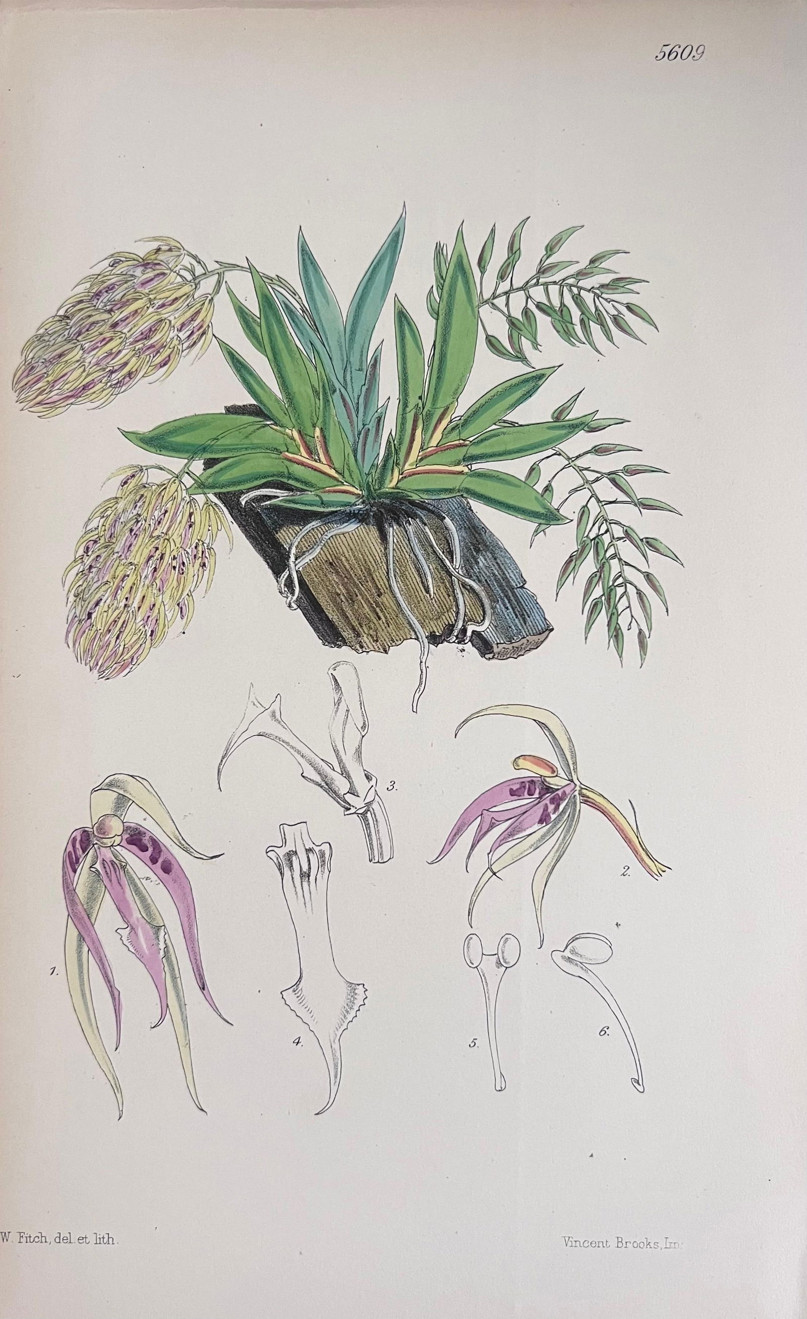 Set of Six Fine Antique British Hand Coloured Botanical Prints, circa 1900's, Early Mid 19th Century - 6