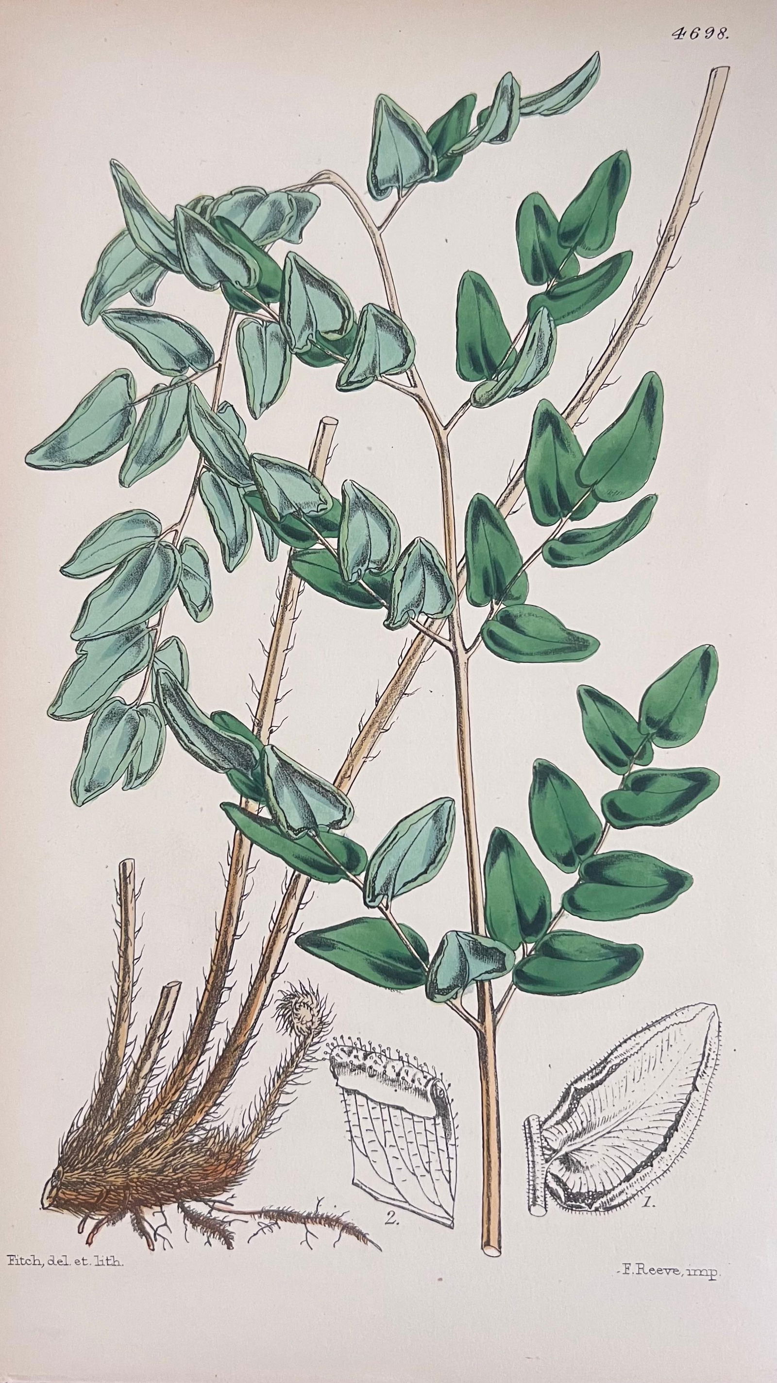 Set of Six Fine Antique British Hand Coloured Botanical Prints, circa 1900's, Early Mid 19th Century - 8