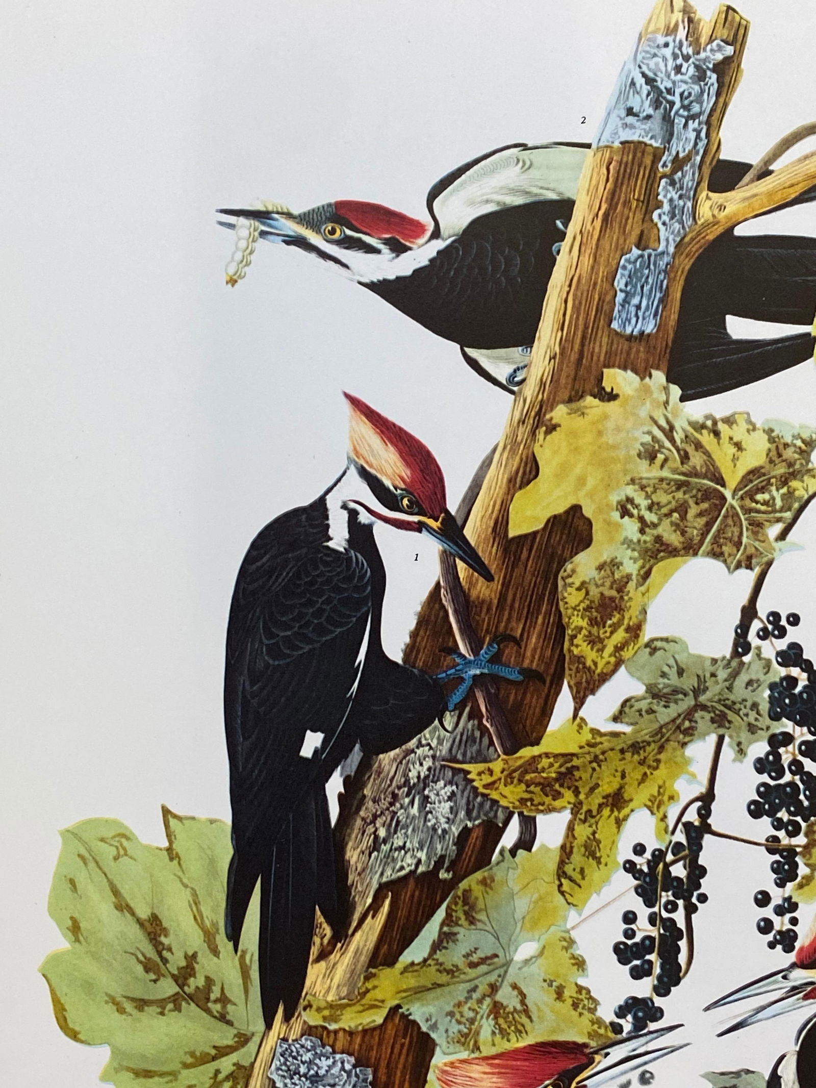 Large Classical Bird Color Print After John James Audubon, Pileated Woodpecker, 20th Century - 11