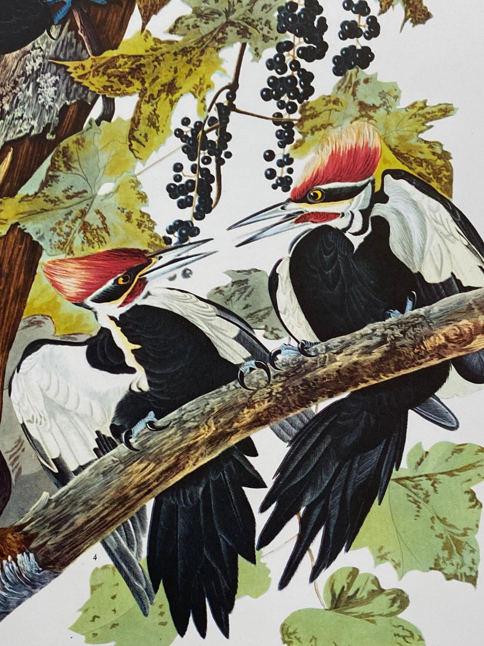 Large Classical Bird Color Print After John James Audubon, Pileated Woodpecker, 20th Century - 13