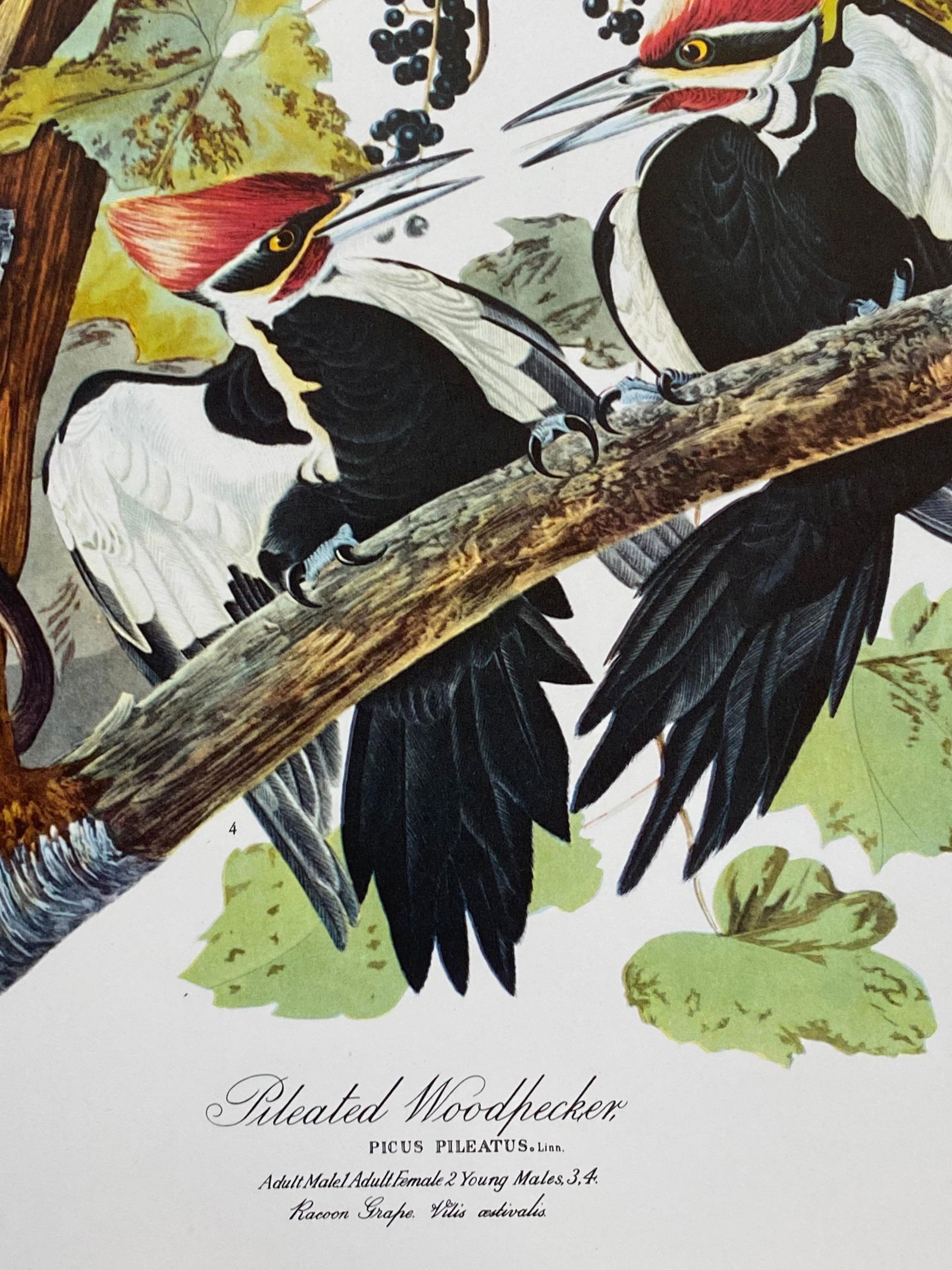 Large Classical Bird Color Print After John James Audubon, Pileated Woodpecker, 20th Century - 2