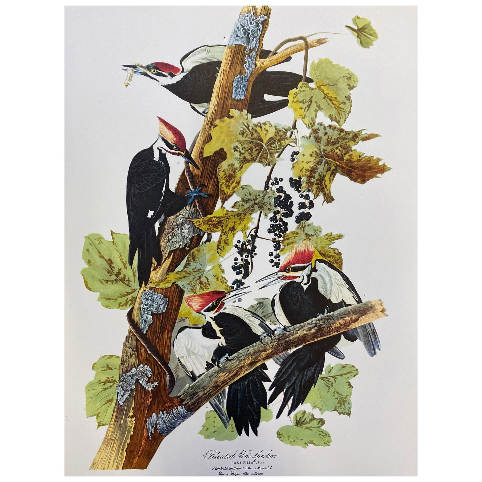 Large Classical Bird Color Print After John James Audubon, Pileated Woodpecker, 20th Century - 4