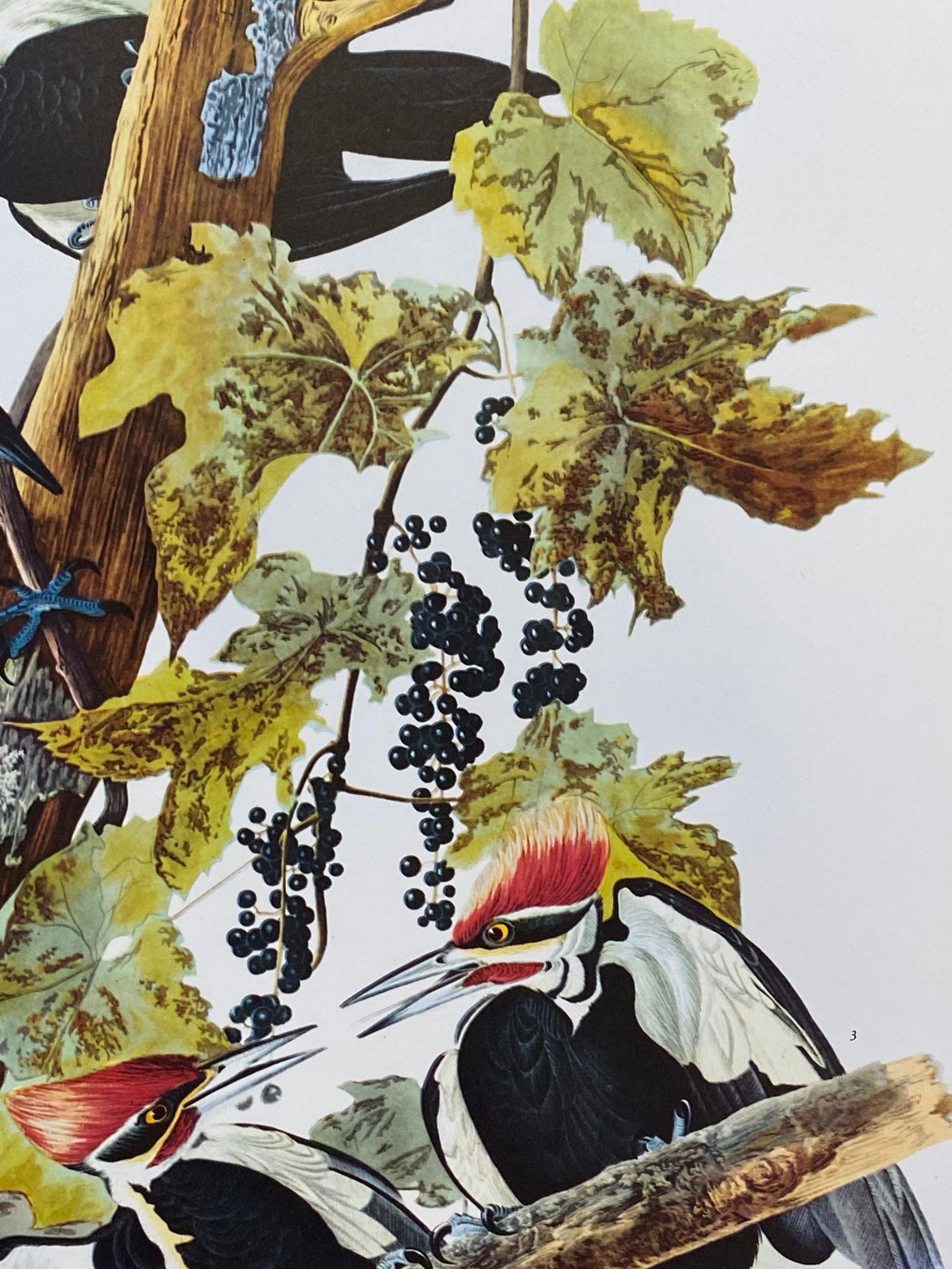 Large Classical Bird Color Print After John James Audubon, Pileated Woodpecker, 20th Century - 6
