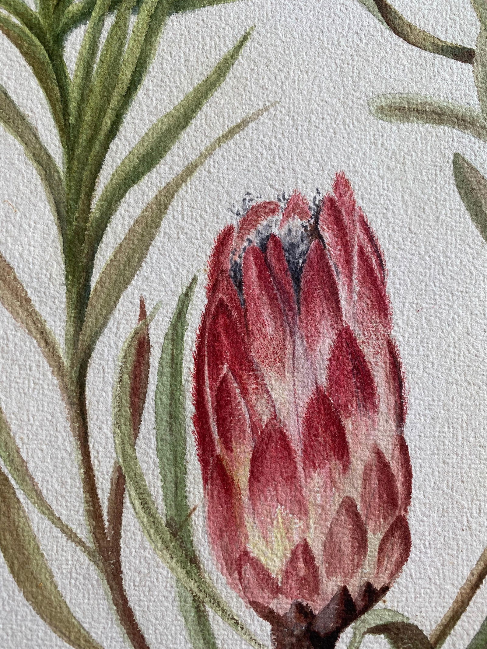 Fine Antique British Botannical Watercolour Painting, circa 1900's Pink & Green, circa 1900s - 8