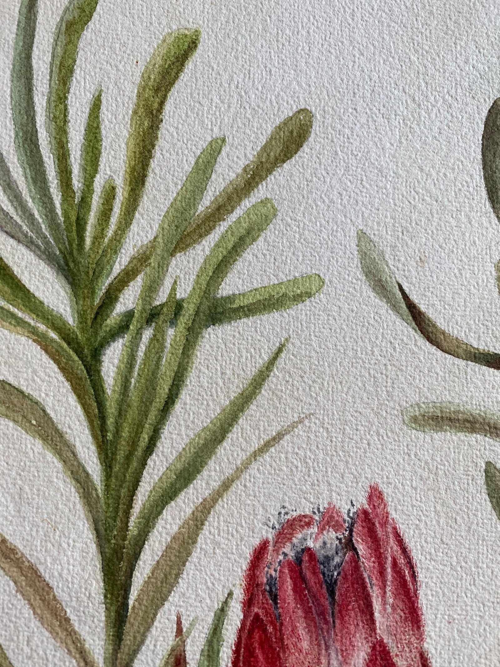 Fine Antique British Botannical Watercolour Painting, circa 1900's Pink & Green, circa 1900s - 9