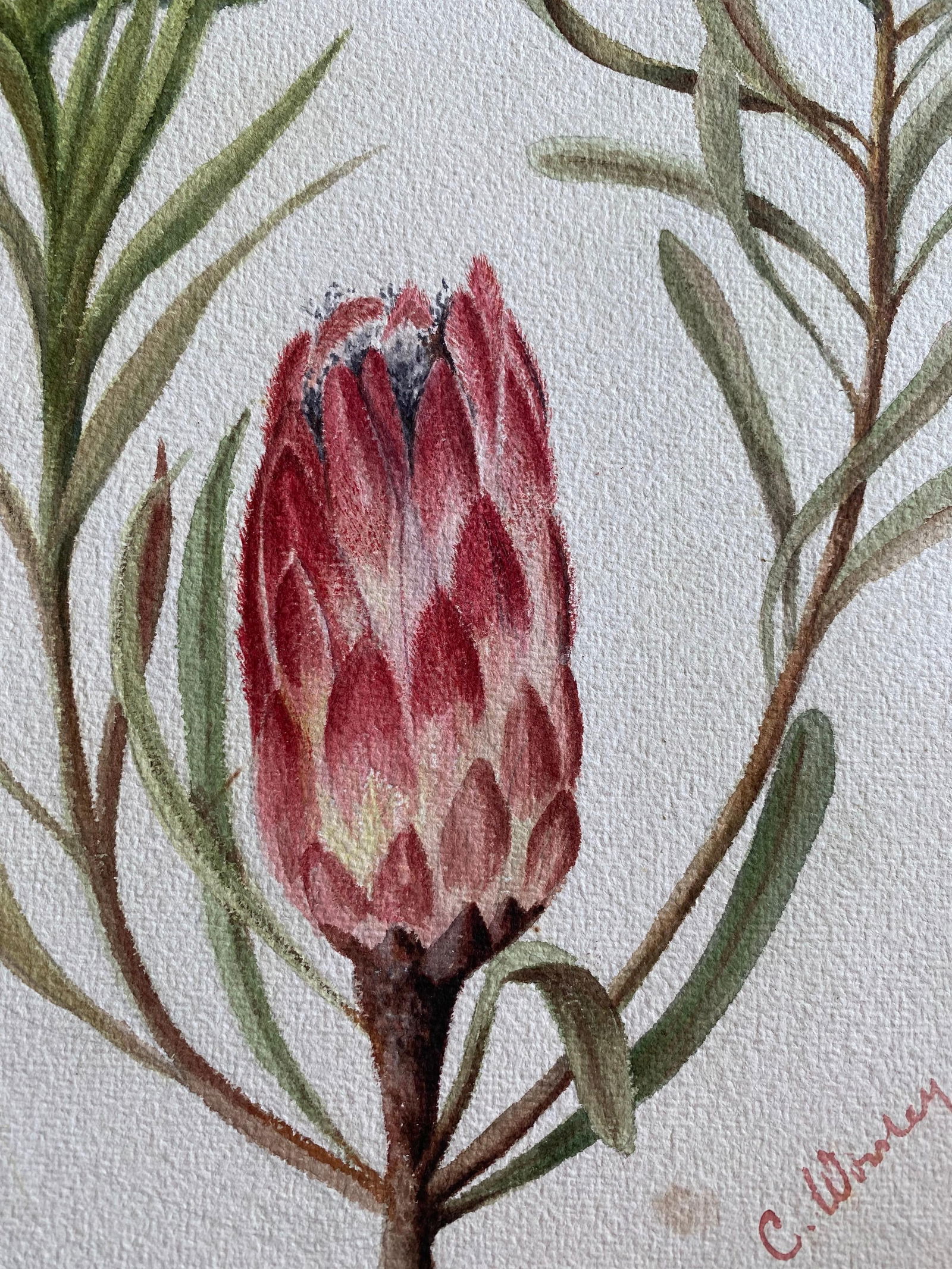 Fine Antique British Botannical Watercolour Painting, circa 1900's Pink & Green, circa 1900s - 11