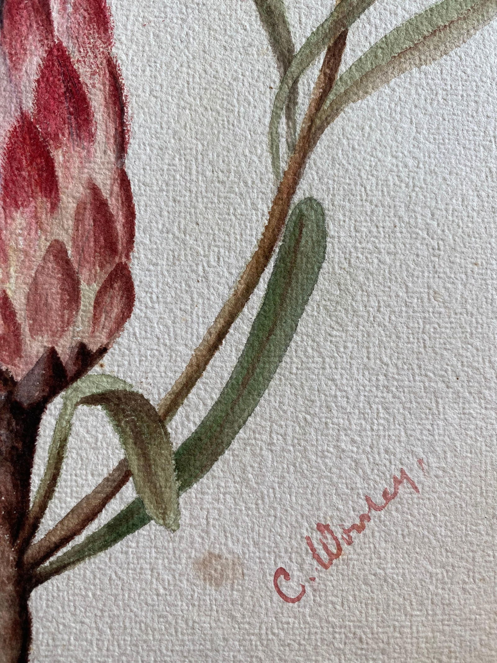 Fine Antique British Botannical Watercolour Painting, circa 1900's Pink & Green, circa 1900s - 12