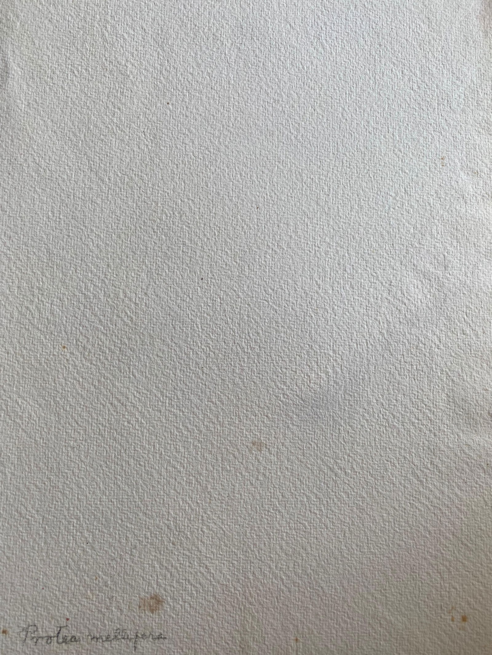 Fine Antique British Botannical Watercolour Painting, circa 1900's Pink & Green, circa 1900s - 2