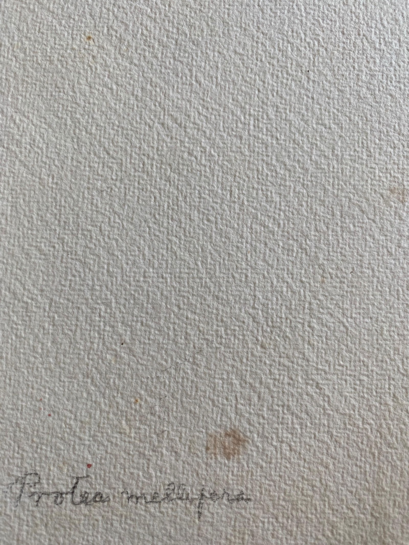 Fine Antique British Botannical Watercolour Painting, circa 1900's Pink & Green, circa 1900s - 3