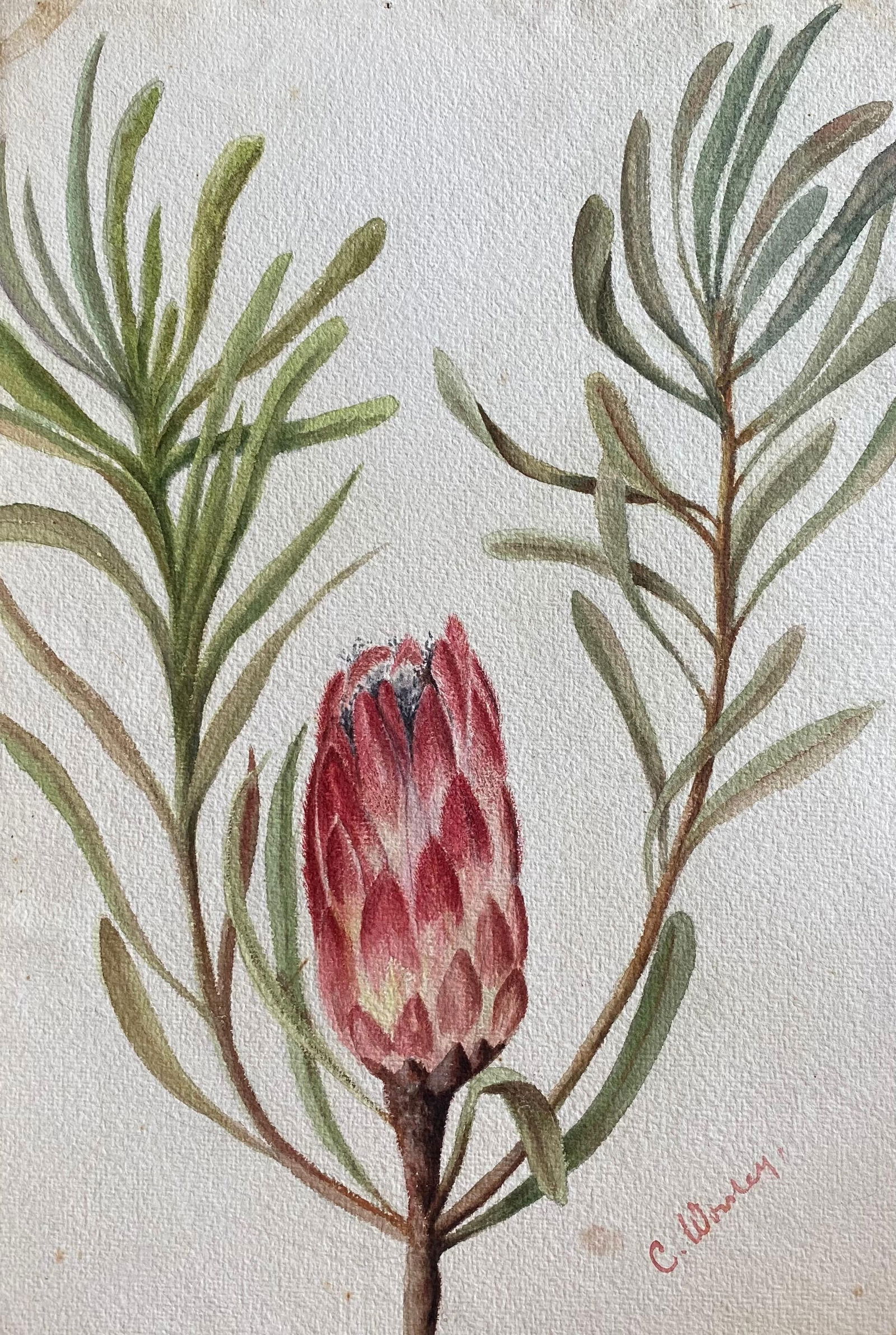 Fine Antique British Botannical Watercolour Painting, circa 1900's Pink & Green, circa 1900s - 5