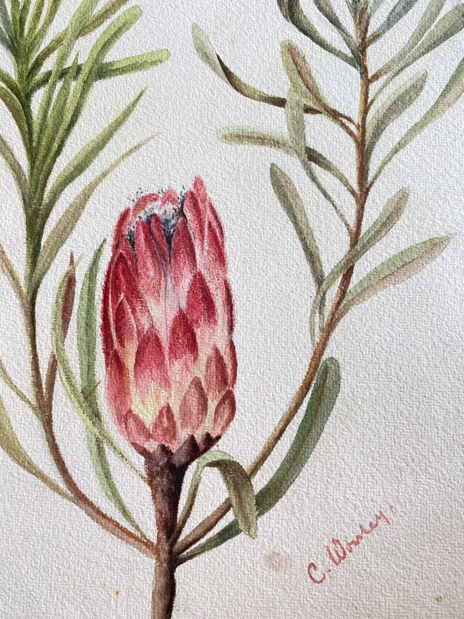 Fine Antique British Botannical Watercolour Painting, circa 1900's Pink & Green, circa 1900s - 6