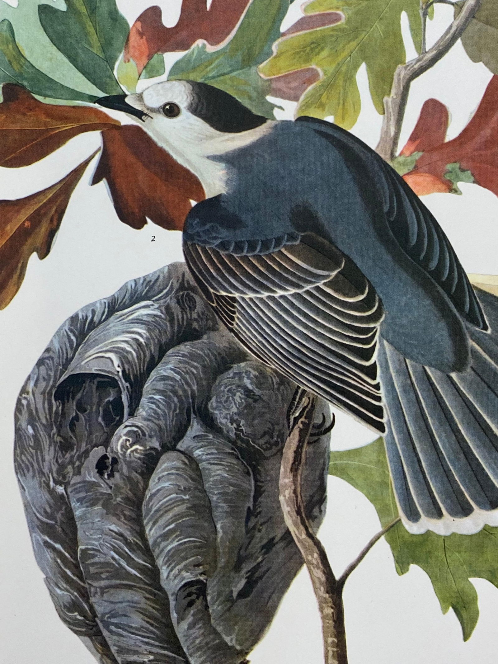 Large Classical Bird Color Print after John James Audubon, Canada Jay, 20th Century - 9