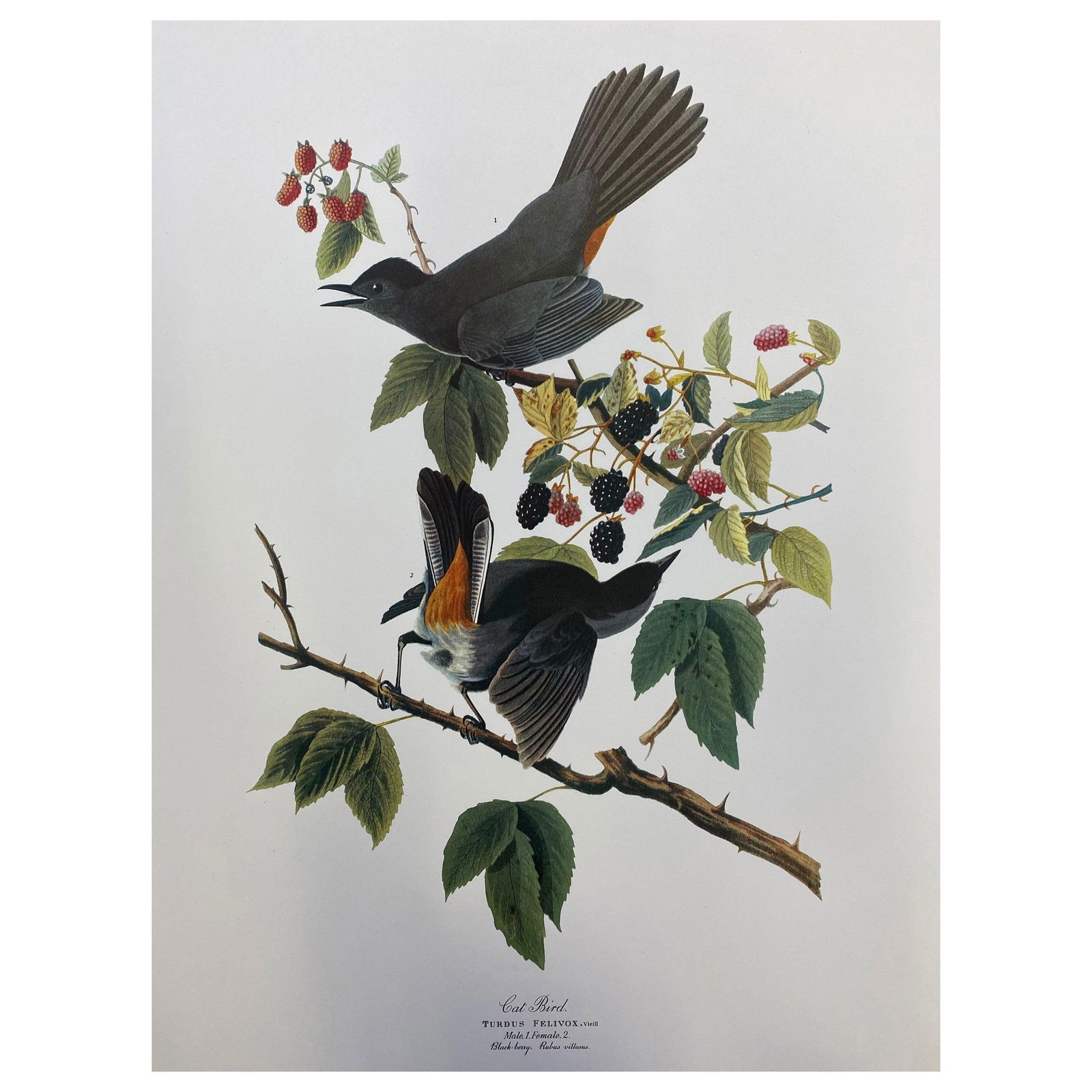 Large Classical Bird Color Print after John James Audubon, Canada Jay, 20th Century - 11