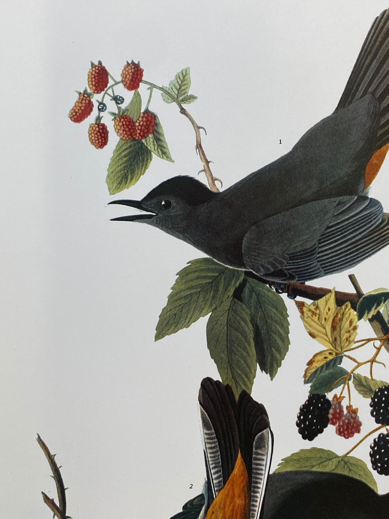 Large Classical Bird Color Print after John James Audubon, Canada Jay, 20th Century - 14