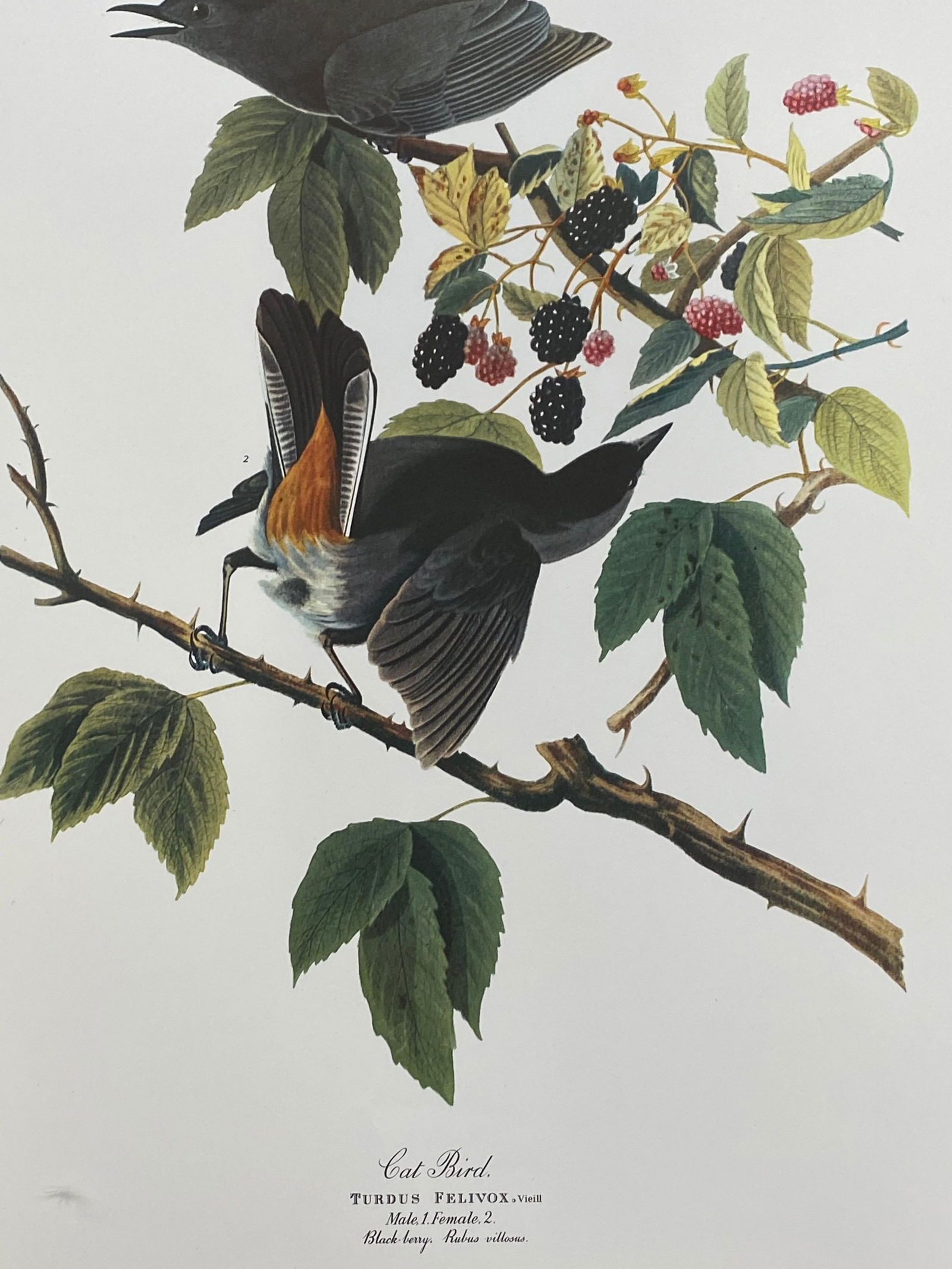 Large Classical Bird Color Print after John James Audubon, Canada Jay, 20th Century - 5