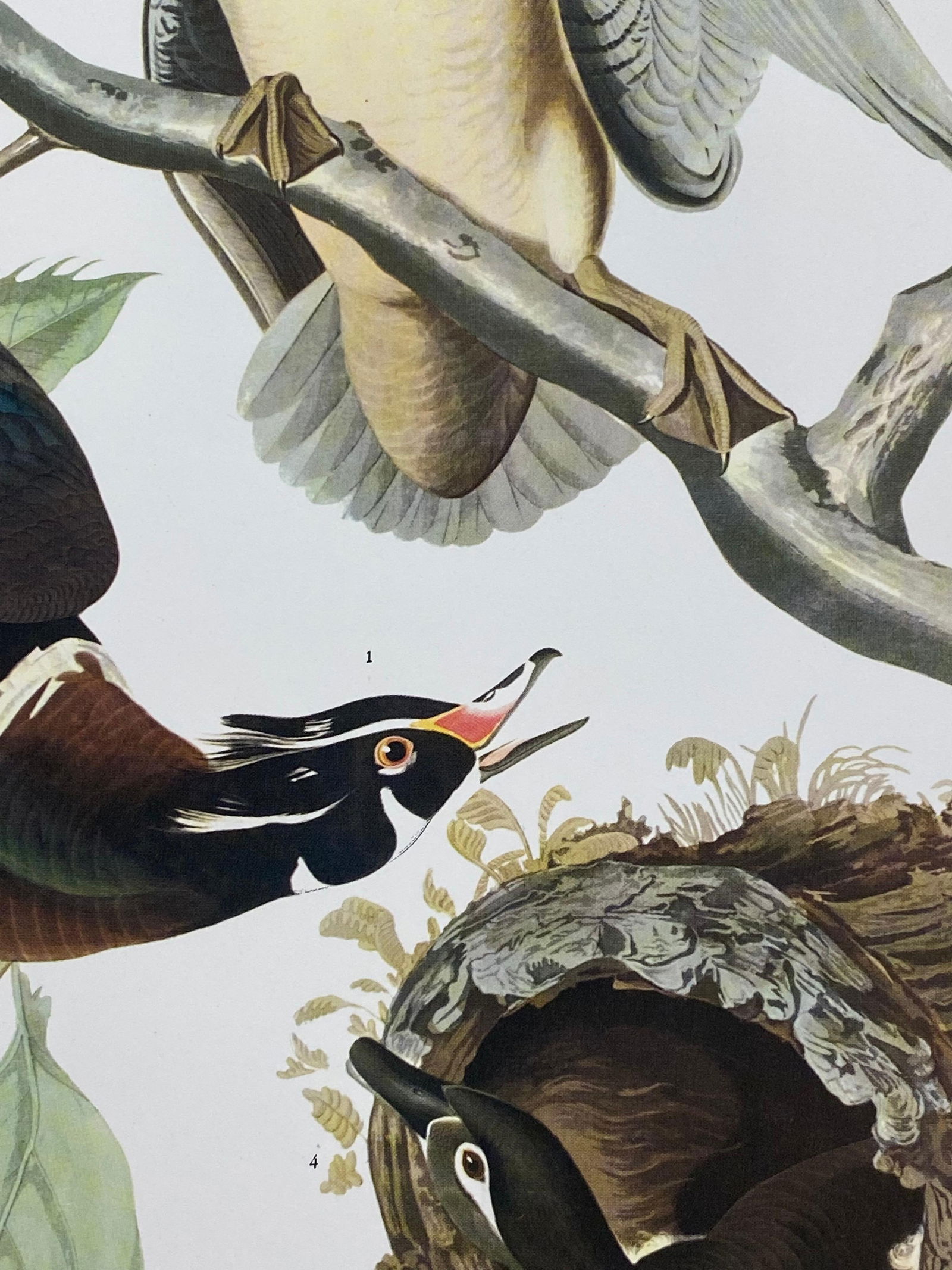 Large Classical Bird Color Print after John James Audubon, Summer or Woodduck, 20th Century - 2