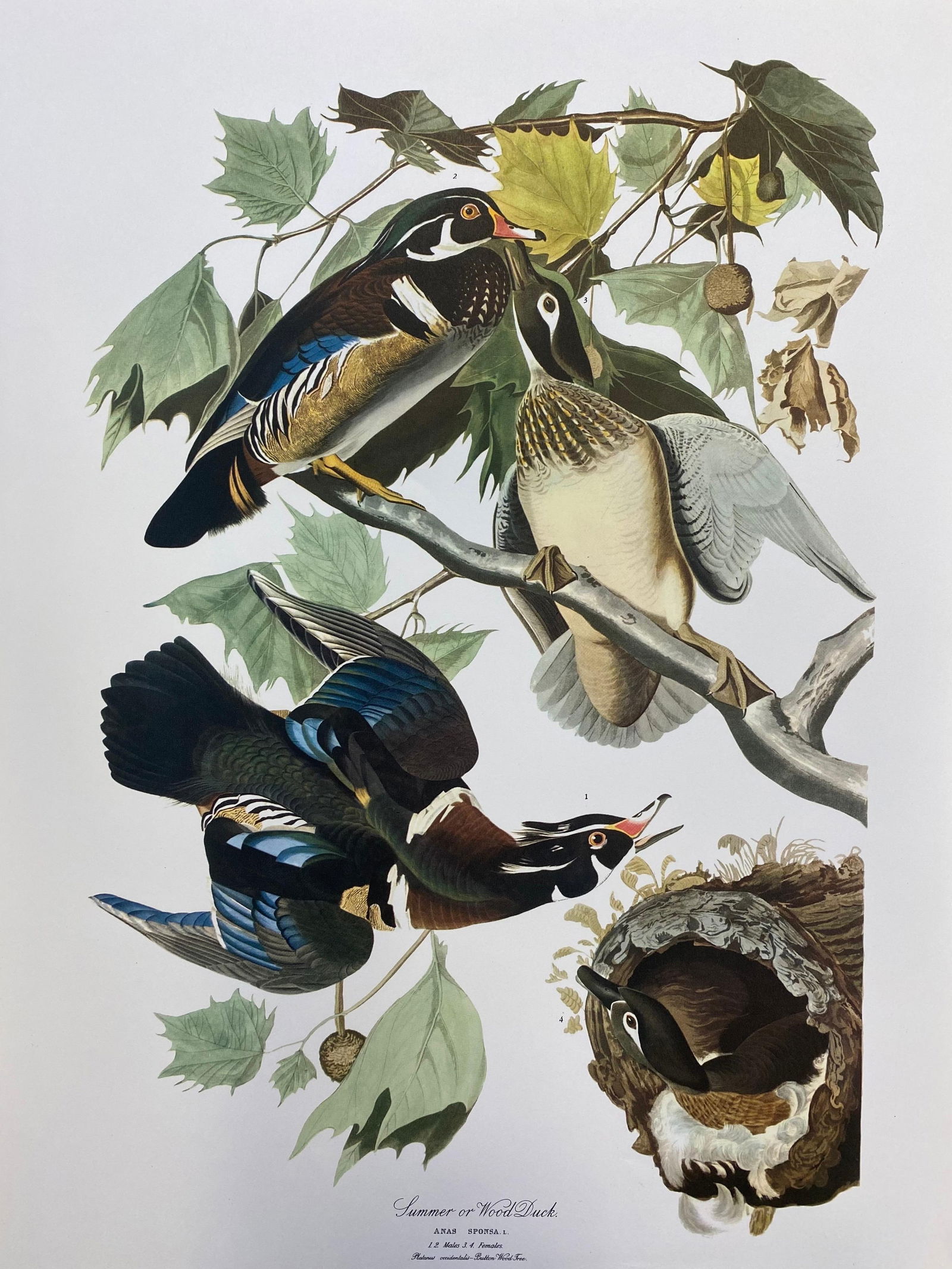 Large Classical Bird Color Print after John James Audubon, Summer or Woodduck, 20th Century - 5