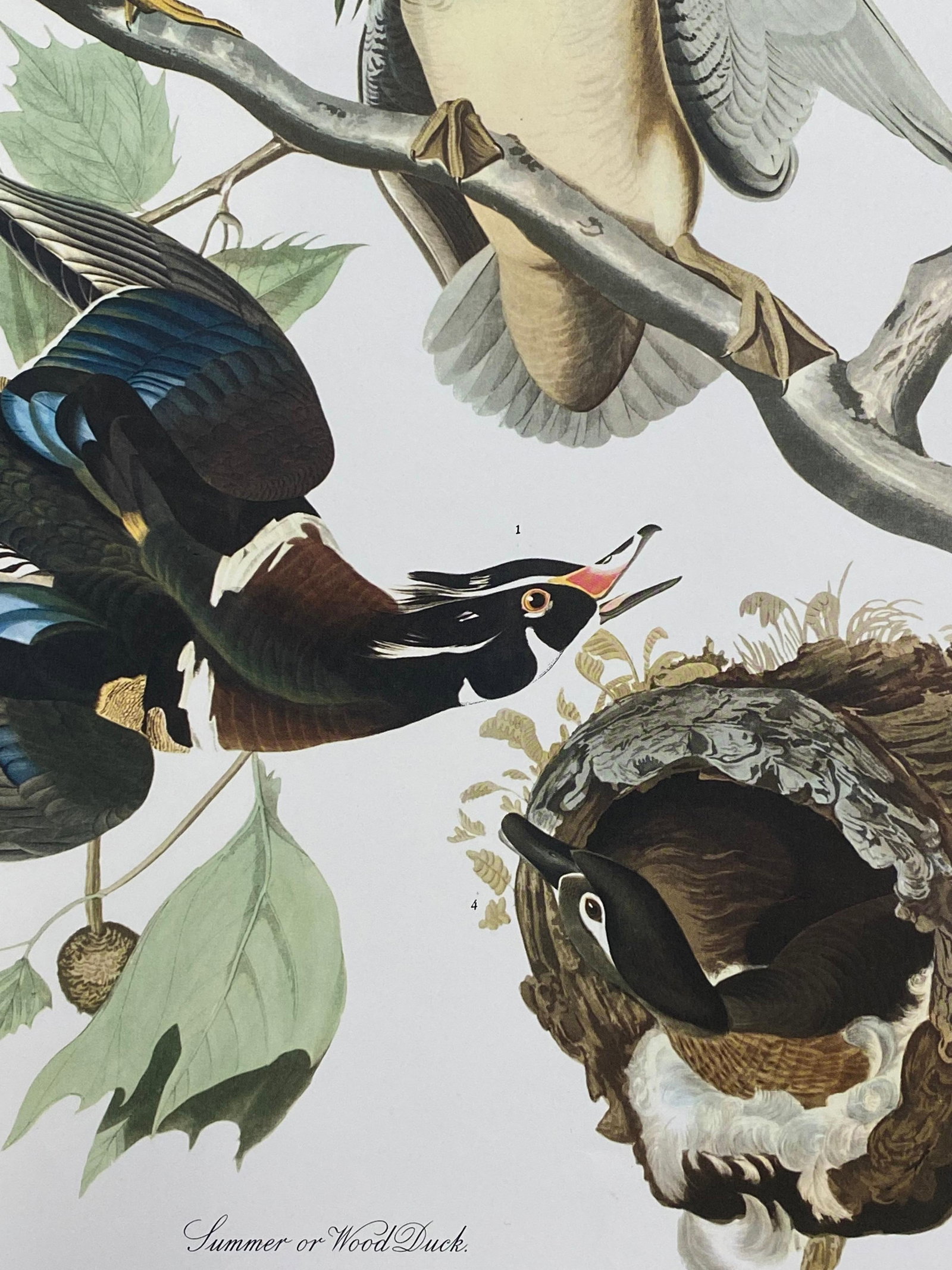 Large Classical Bird Color Print after John James Audubon, Summer or Woodduck, 20th Century - 6