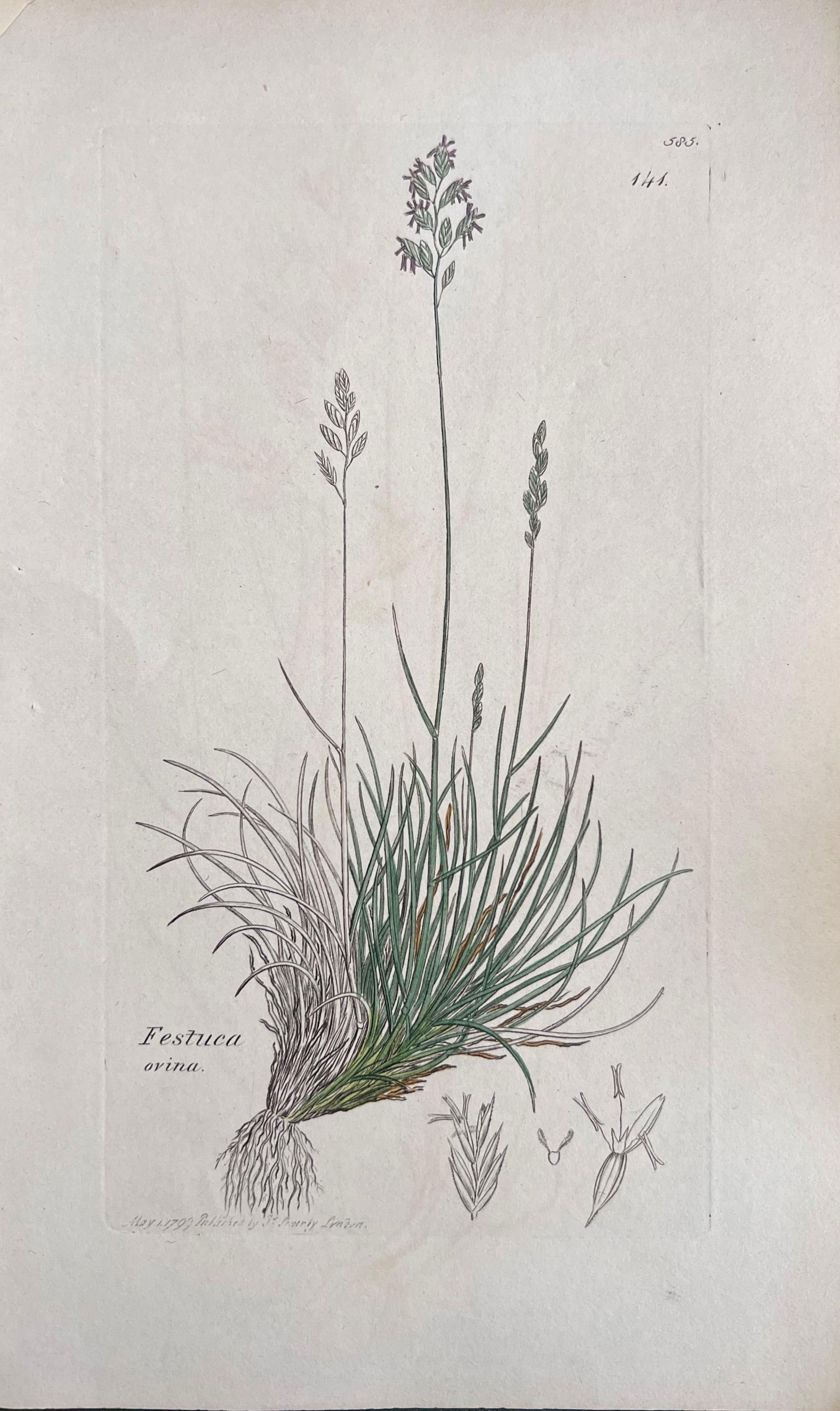 Set of Six Fine Antique British Hand Coloured Botanical Prints, circa 1900's, Early Mid 19th Century - 12