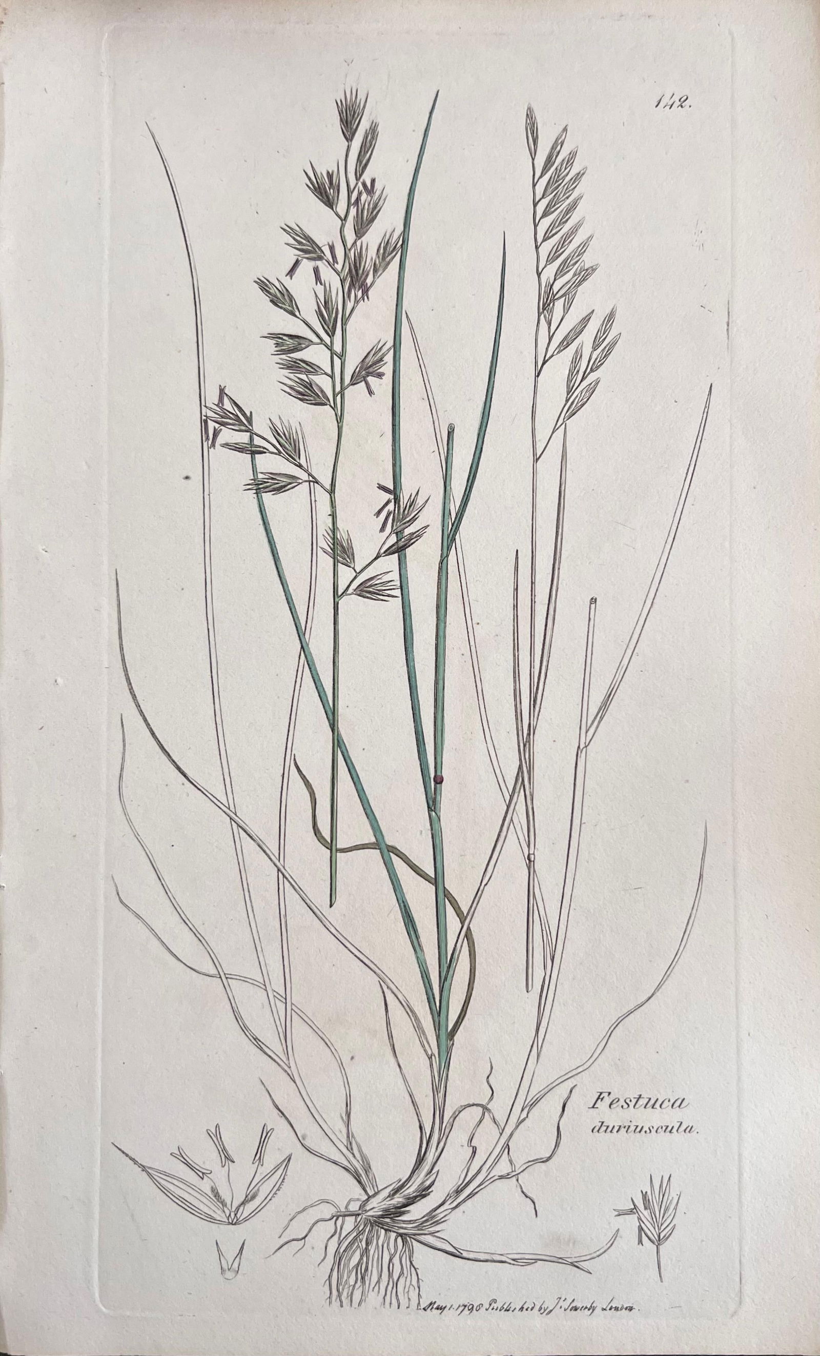 Set of Six Fine Antique British Hand Coloured Botanical Prints, circa 1900's, Early Mid 19th Century - 13