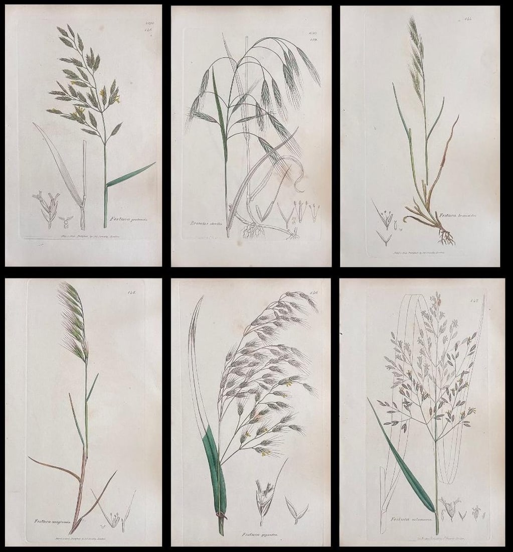 Set of Six Fine Antique British Hand Coloured Botanical Prints, circa 1900's, Early Mid 19th Century - 14