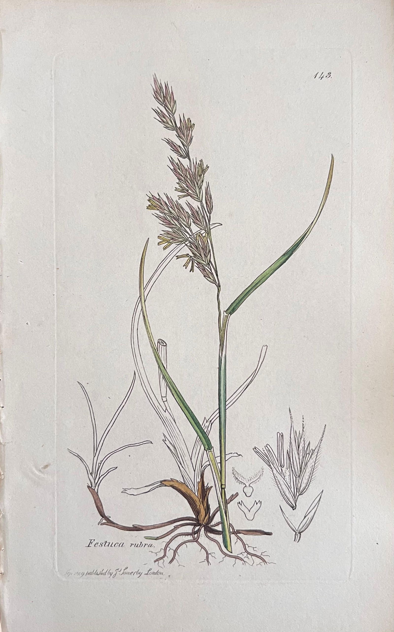 Set of Six Fine Antique British Hand Coloured Botanical Prints, circa 1900's, Early Mid 19th Century - 15