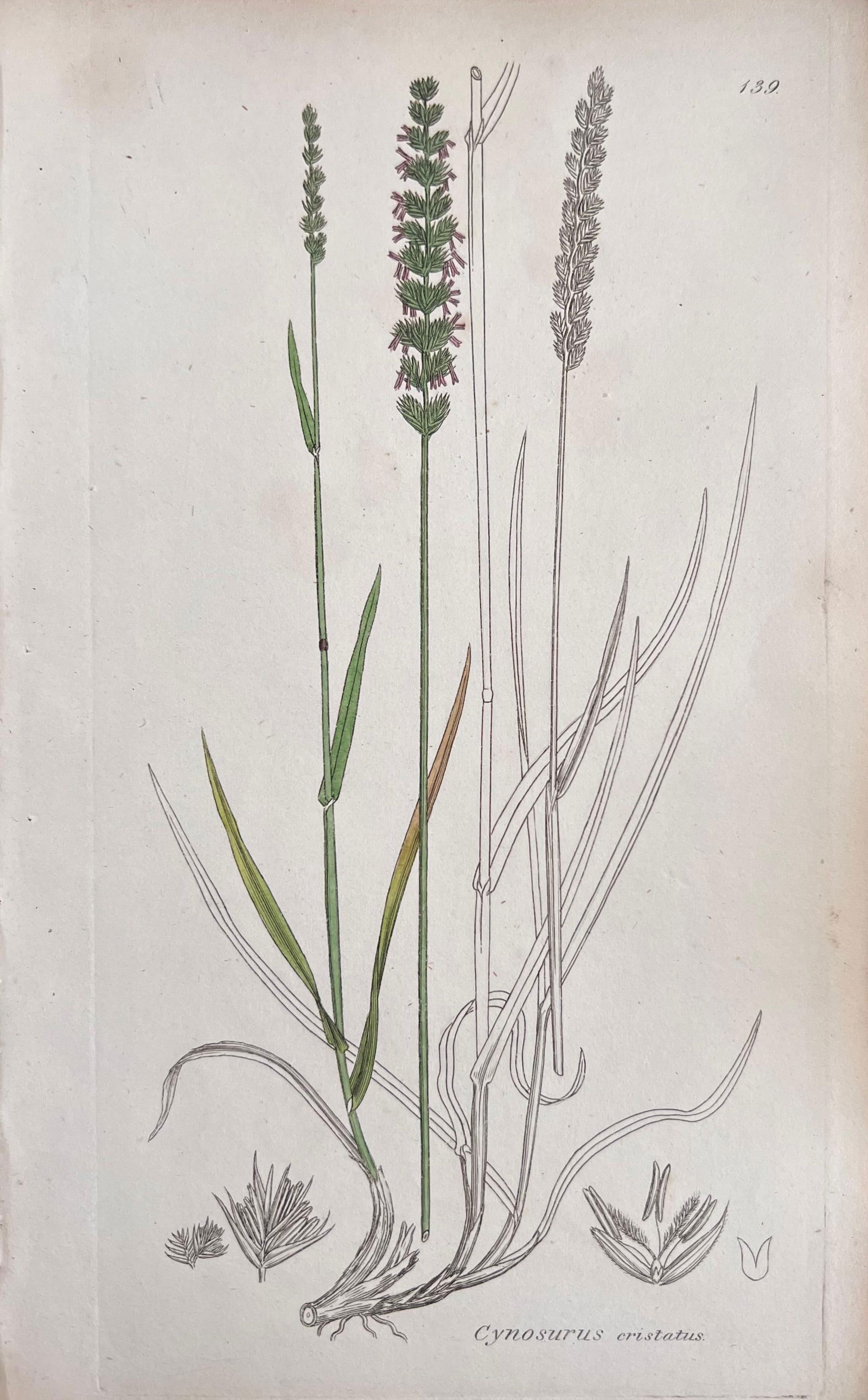 Set of Six Fine Antique British Hand Coloured Botanical Prints, circa 1900's, Early Mid 19th Century - 18