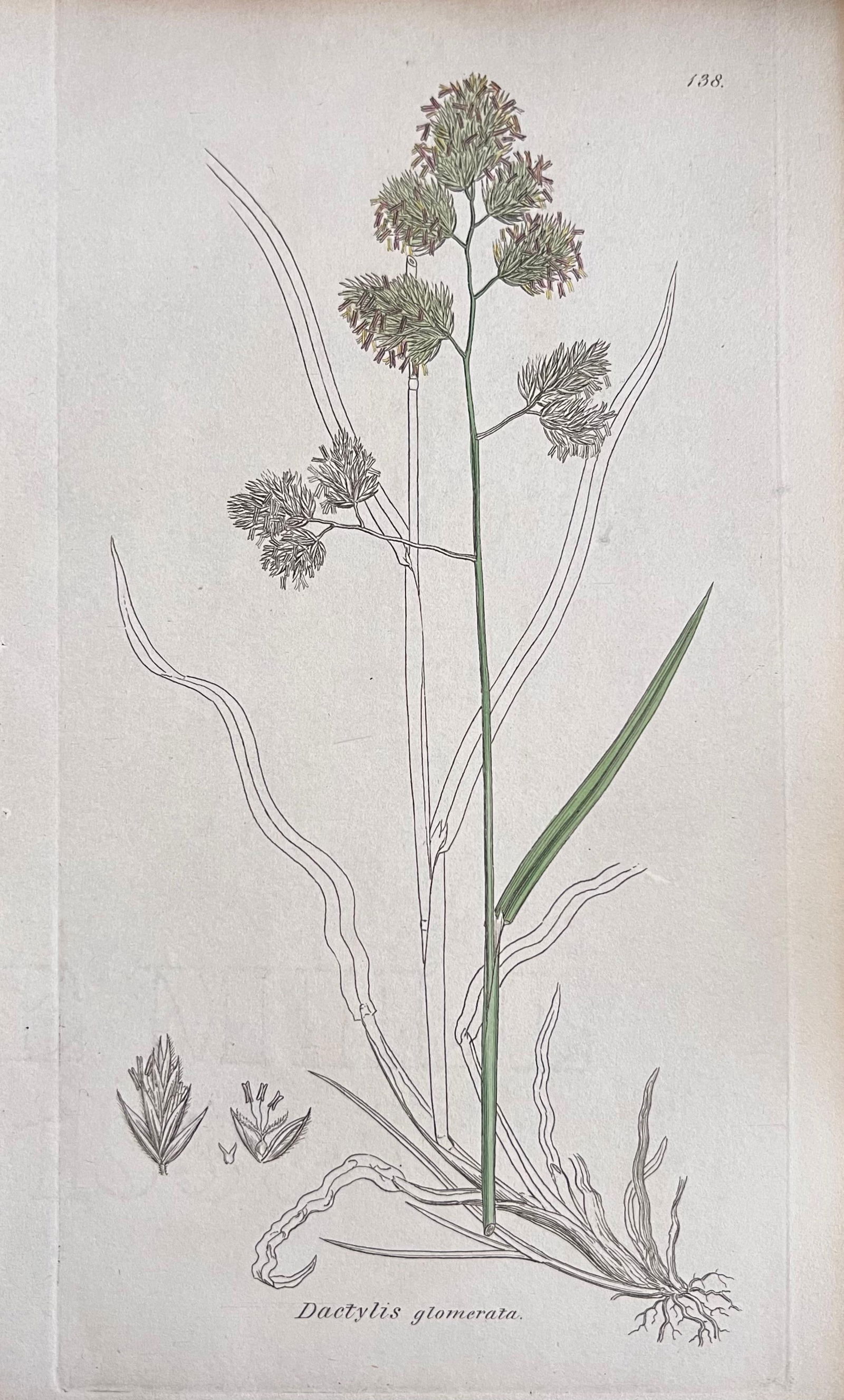 Set of Six Fine Antique British Hand Coloured Botanical Prints, circa 1900's, Early Mid 19th Century - 3