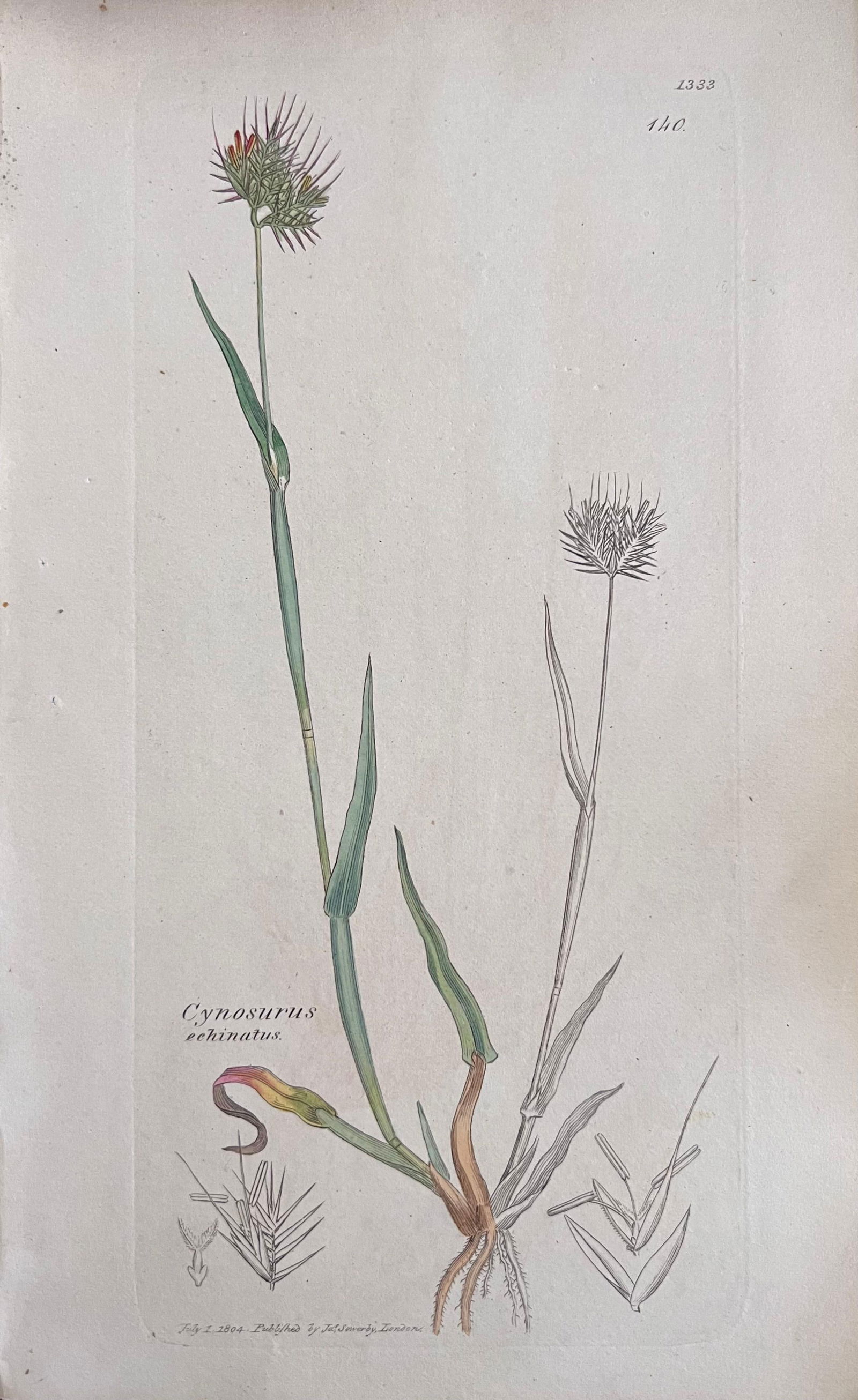 Set of Six Fine Antique British Hand Coloured Botanical Prints, circa 1900's, Early Mid 19th Century - 9