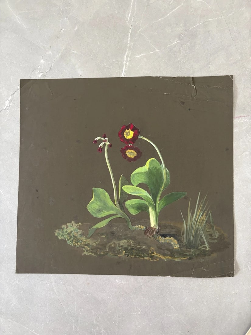 Flower, Floral, Still Life - Drawing Antique Original 19th century - 2