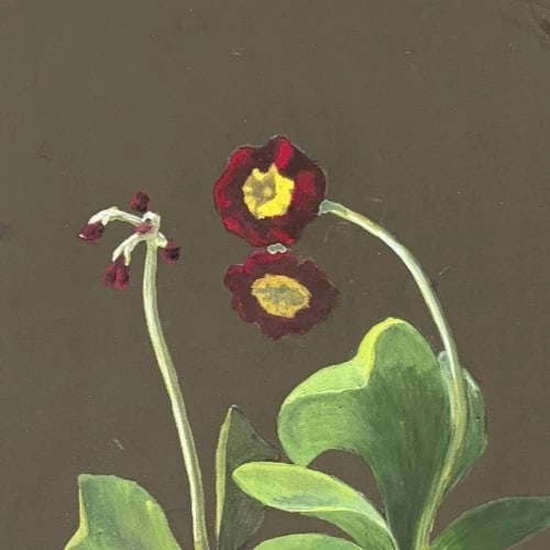 Flower, Floral, Still Life - Drawing Antique Original 19th century - 3