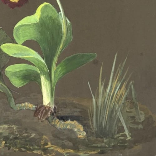 Flower, Floral, Still Life - Drawing Antique Original 19th century - 4