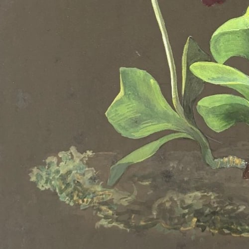 Flower, Floral, Still Life - Drawing Antique Original 19th century - 5