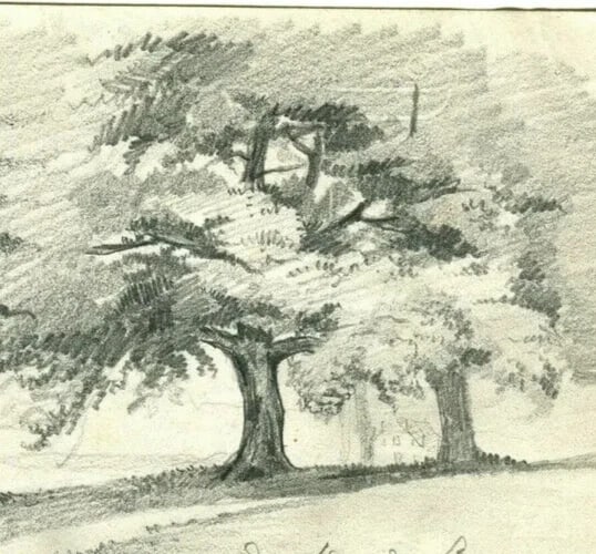 Grand Oak Tree, Lignon 19th Century Nature Study - Drawing Antique Pencil - 4