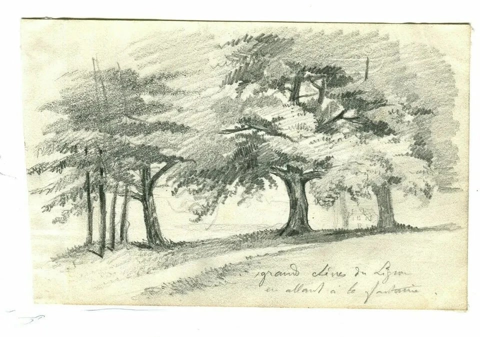 Grand Oak Tree, Lignon 19th Century Nature Study - Drawing Antique Pencil - 6