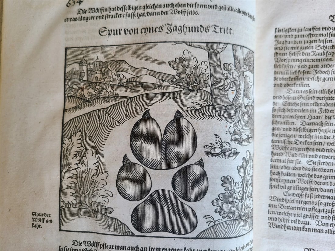 1580 ILLUSTRATED by Tobias Stimmer & J. Amman FOLIO antique HUNTING FALCONRY - 10