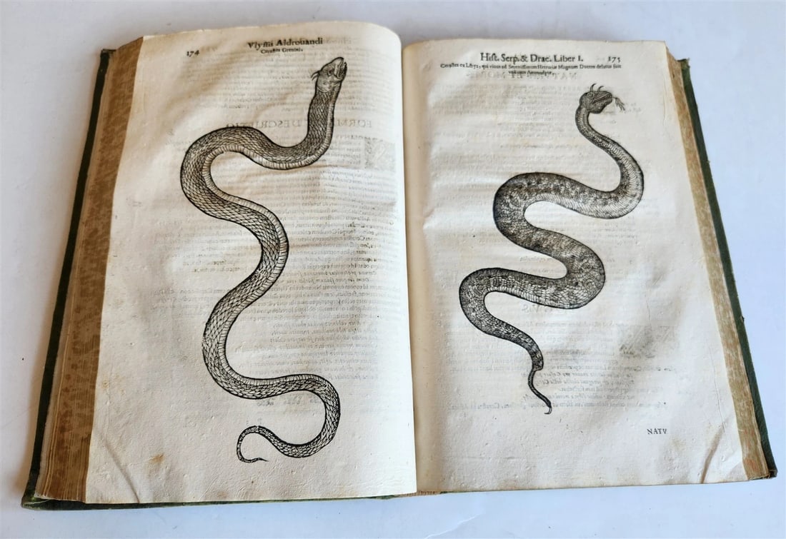 1639 ALDROVANDI TREATISE on DRAGONS & SNAKES antique ILLUSTRATED FOLIO - 5