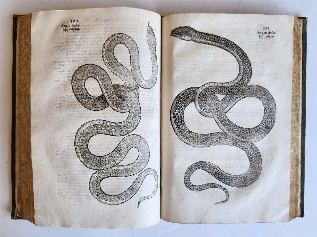 1639 ALDROVANDI TREATISE on DRAGONS & SNAKES antique ILLUSTRATED FOLIO - 7