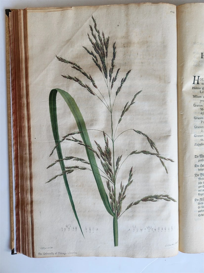 1769 DESCRIPTION OF GRASSES in GERMAN antique ILLUSTRATED FOLIO - 10