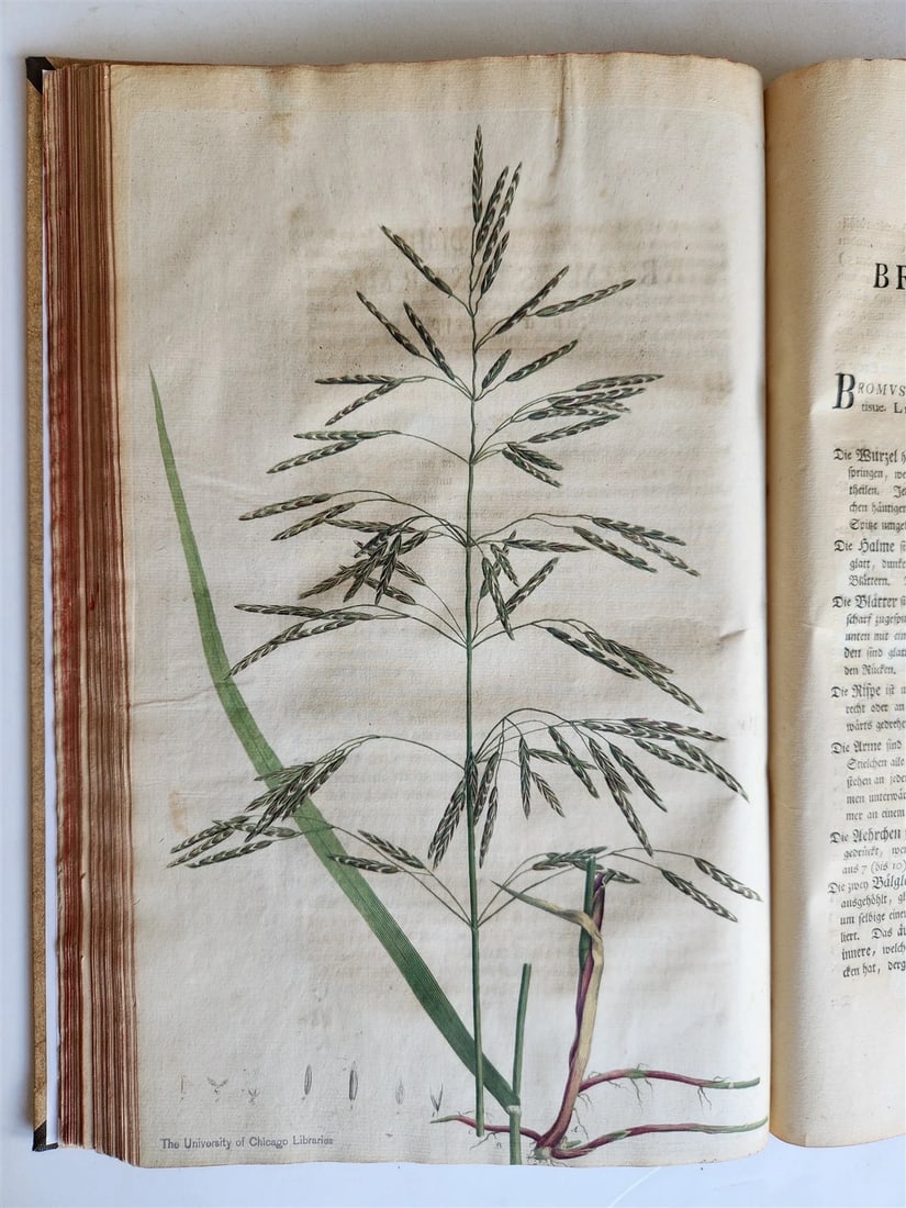1769 DESCRIPTION OF GRASSES in GERMAN antique ILLUSTRATED FOLIO - 13