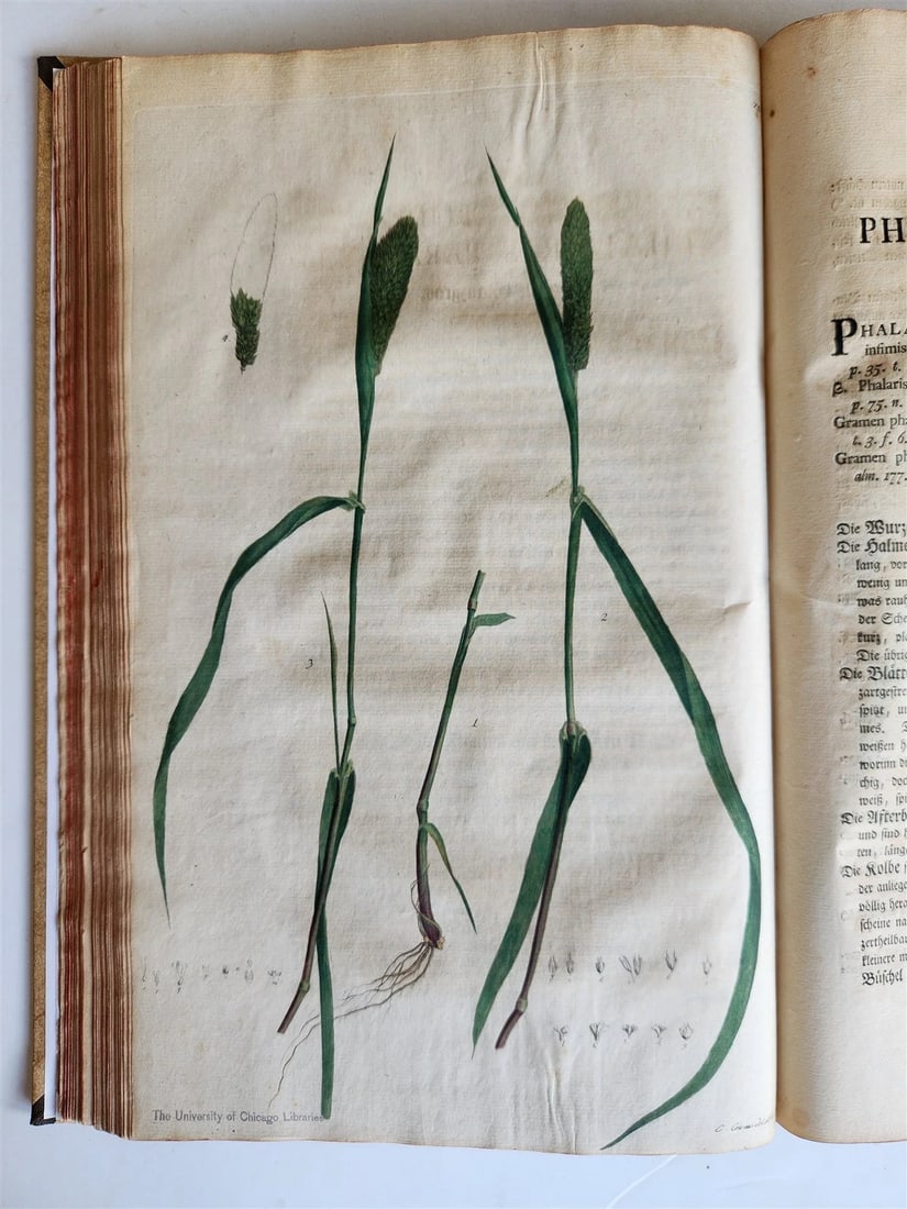 1769 DESCRIPTION OF GRASSES in GERMAN antique ILLUSTRATED FOLIO - 14